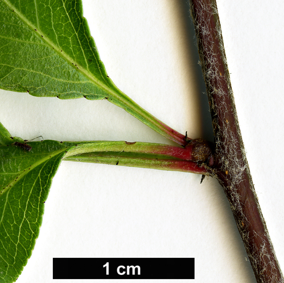 High resolution image: Family: Rosaceae - Genus: Pyrus - Taxon: fauriei