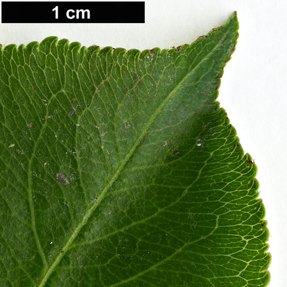 High resolution image: Family: Rosaceae - Genus: Pyrus - Taxon: fauriei