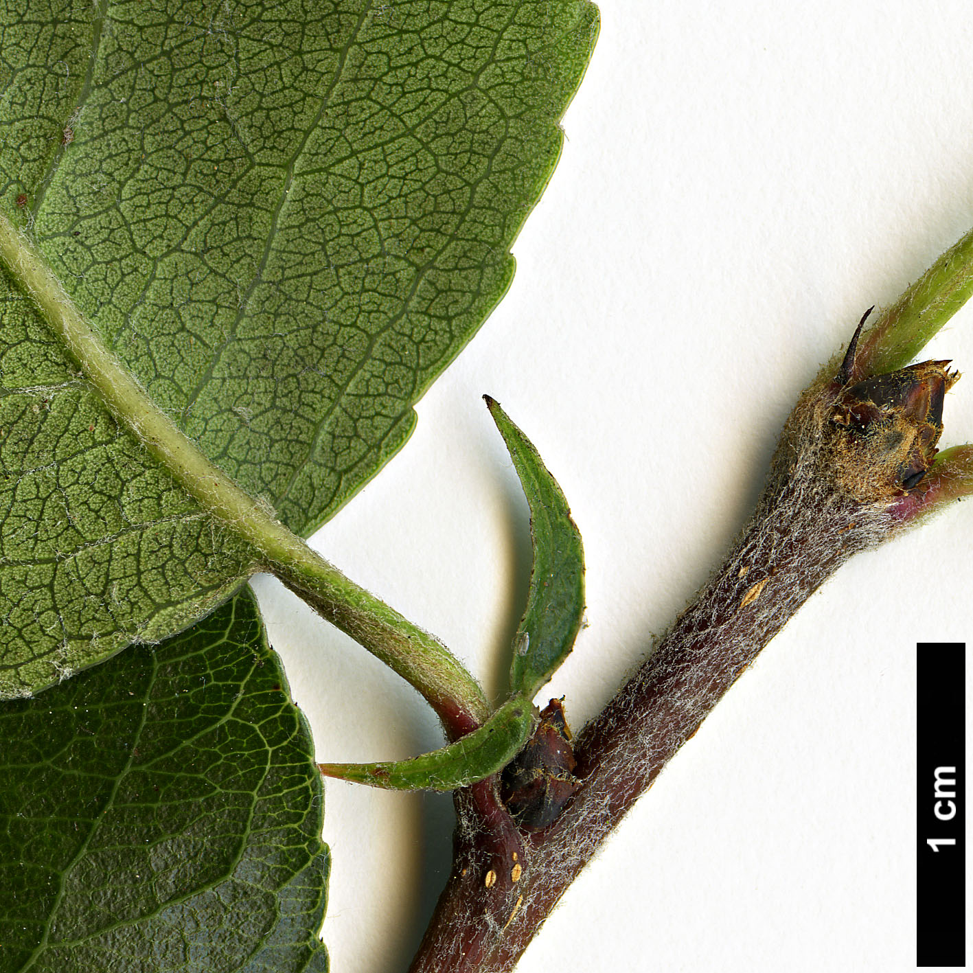 High resolution image: Family: Rosaceae - Genus: Pyrus - Taxon: pashia