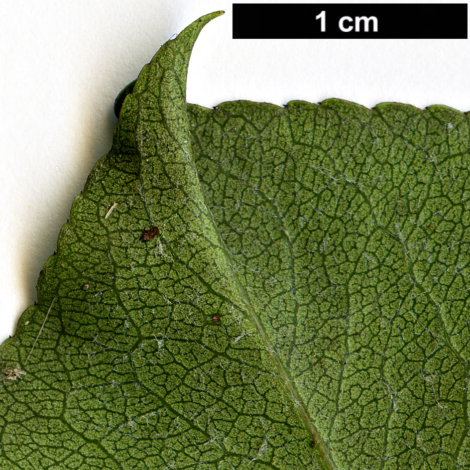 High resolution image: Family: Rosaceae - Genus: Pyrus - Taxon: pashia