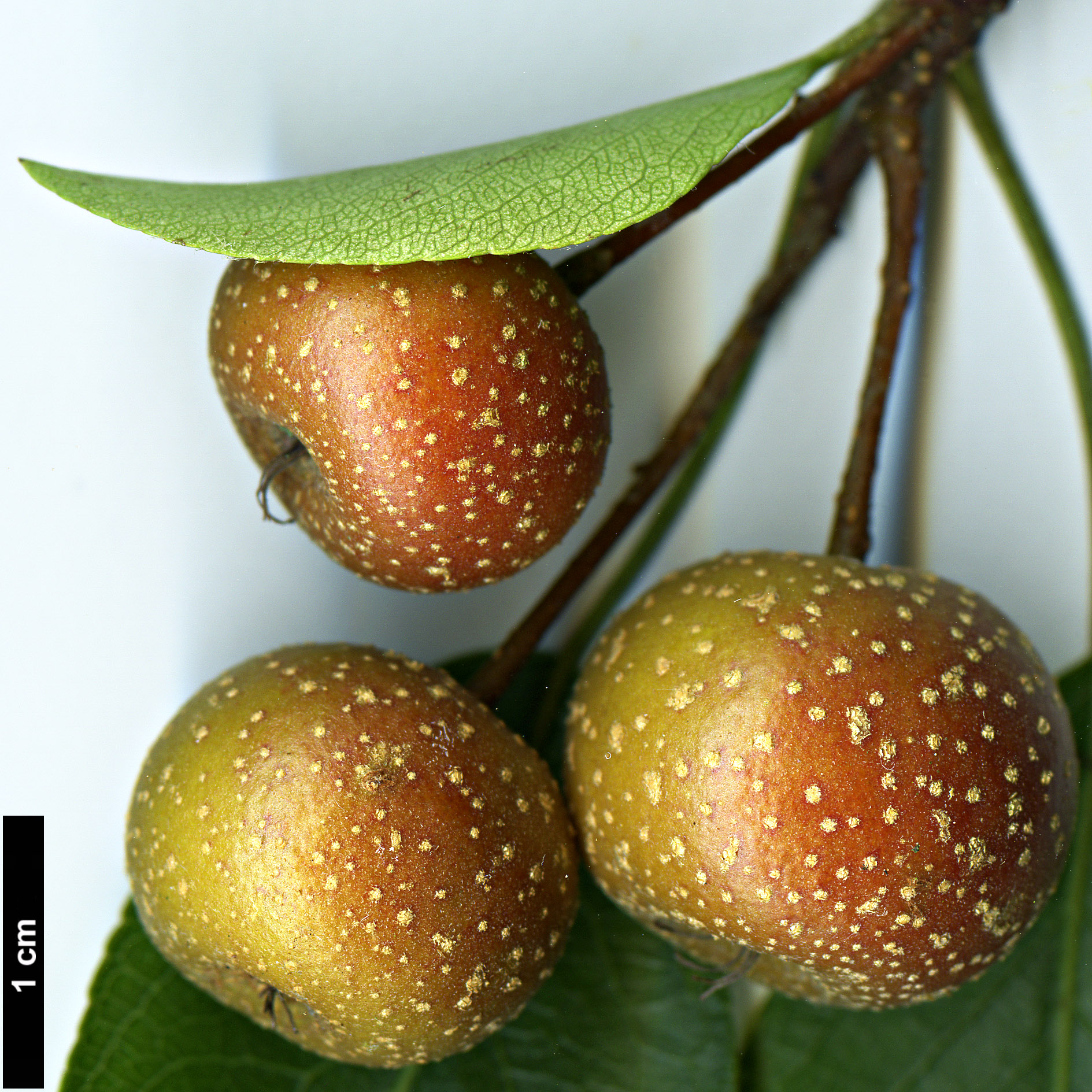 High resolution image: Family: Rosaceae - Genus: Pyrus - Taxon: pashia