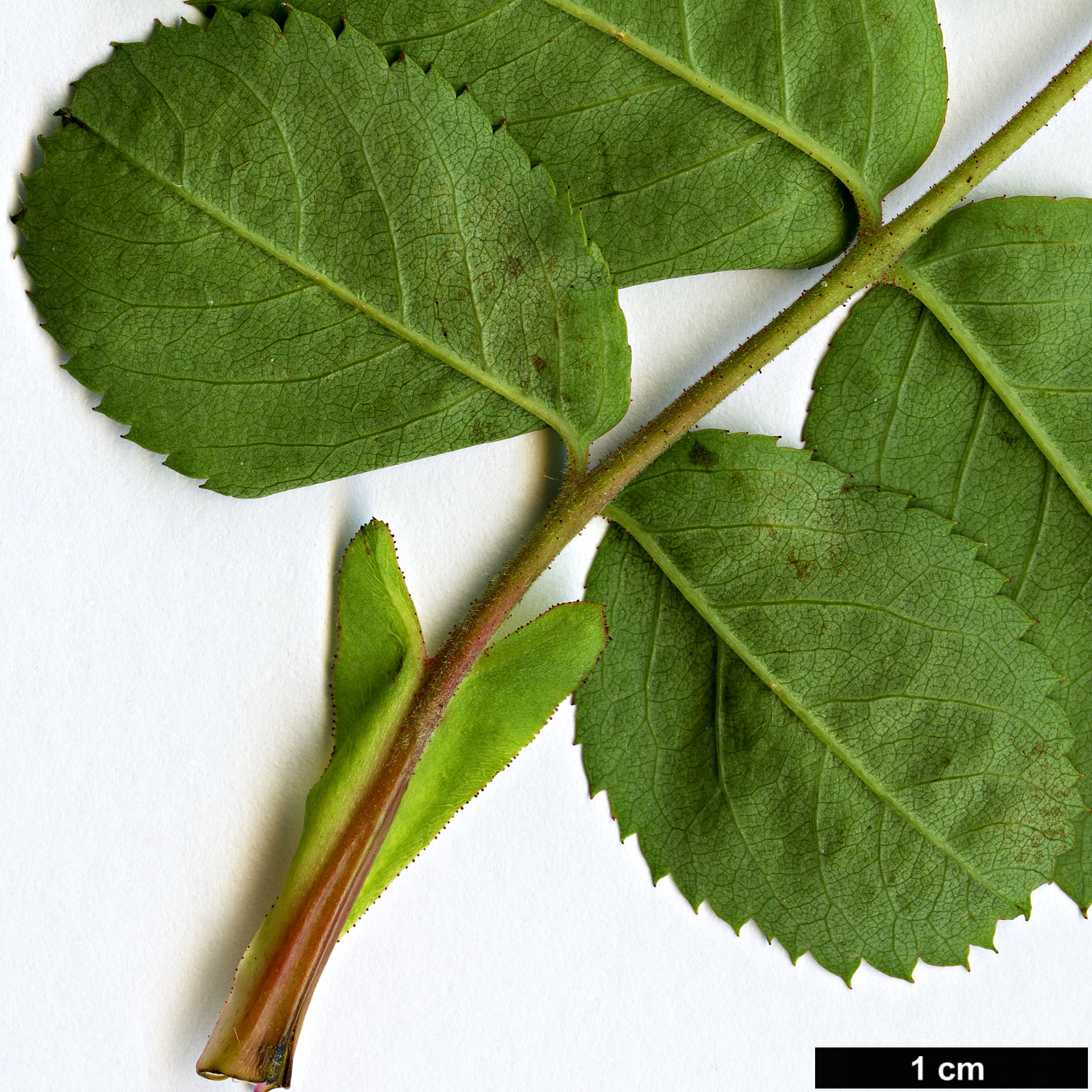 High resolution image: Family: Rosaceae - Genus: Rosa - Taxon: californica