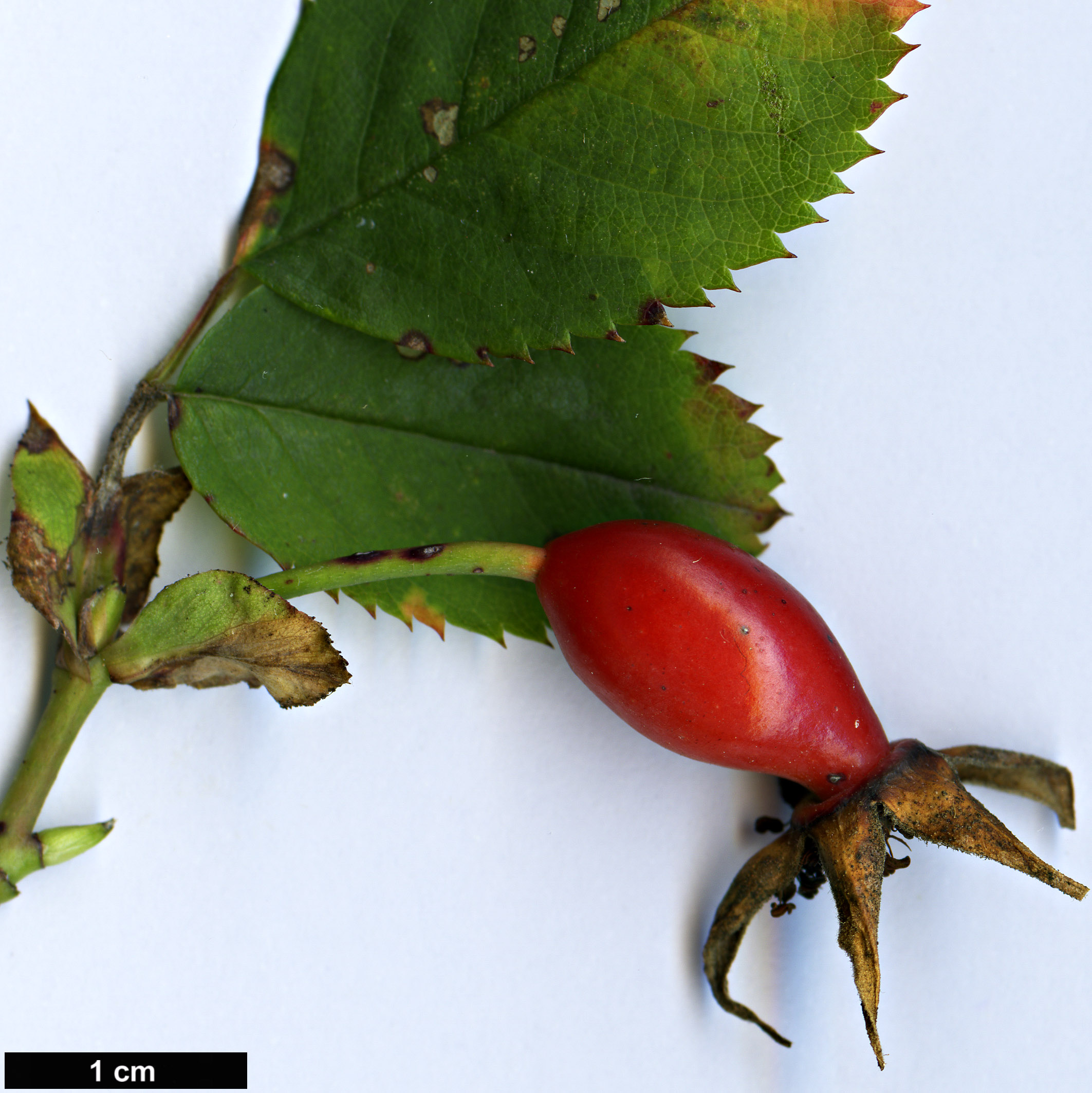 High resolution image: Family: Rosaceae - Genus: Rosa - Taxon: californica