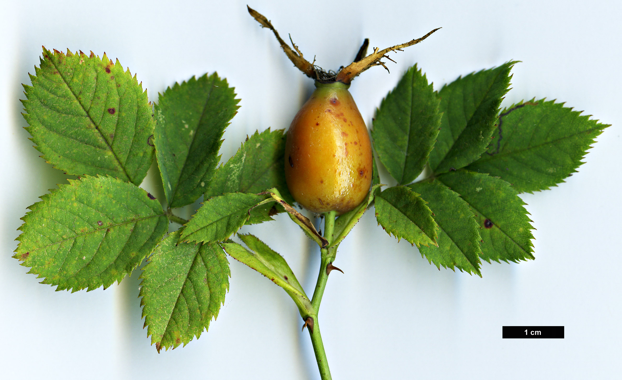 High resolution image: Family: Rosaceae - Genus: Rosa - Taxon: dumalis