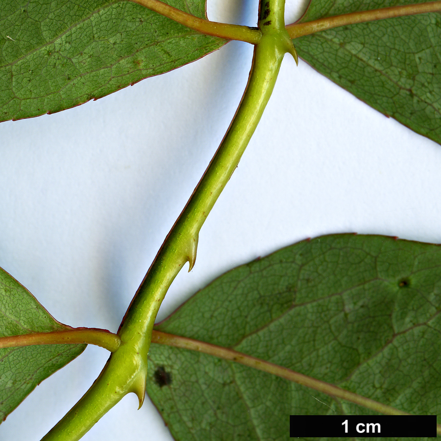 High resolution image: Family: Rosaceae - Genus: Rosa - Taxon: gigantea