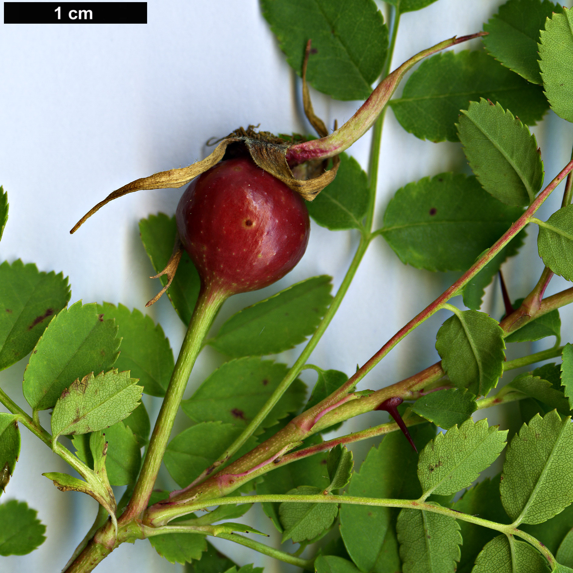 High resolution image: Family: Rosaceae - Genus: Rosa - Taxon: kokanica