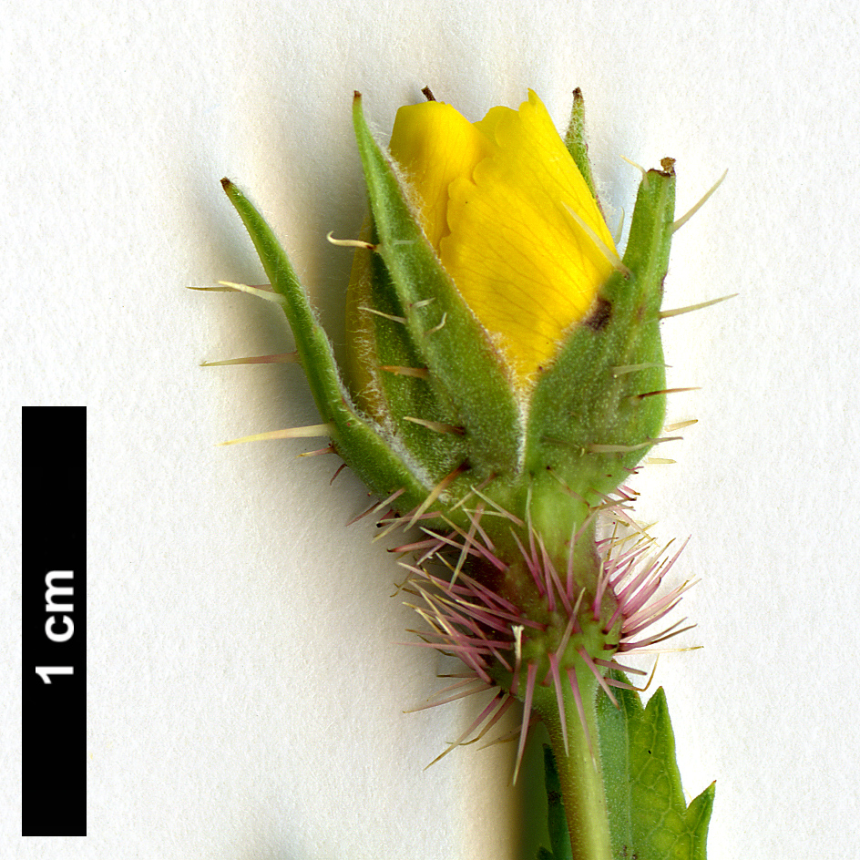 High resolution image: Family: Rosaceae - Genus: Rosa - Taxon: persica