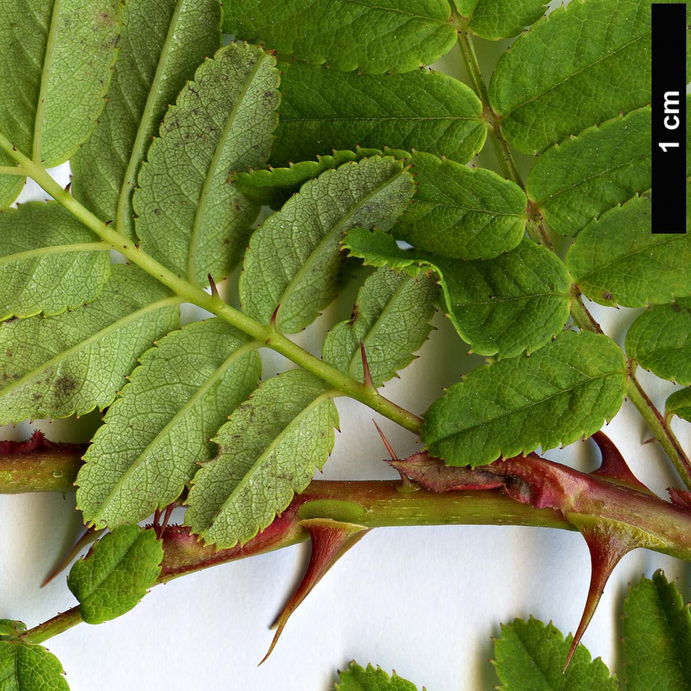 High resolution image: Family: Rosaceae - Genus: Rosa - Taxon: sertata