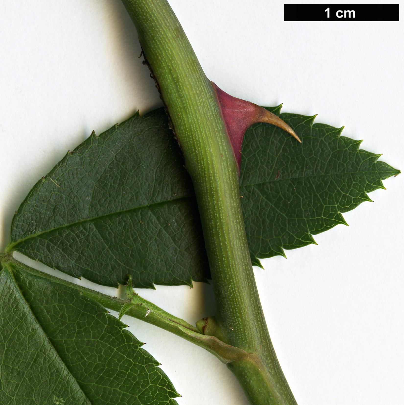 High resolution image: Family: Rosaceae - Genus: Rosa - Taxon: stylosa