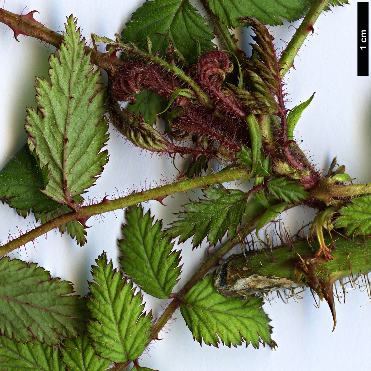 High resolution image: Family: Rosaceae - Genus: Rubus - Taxon: PBarney