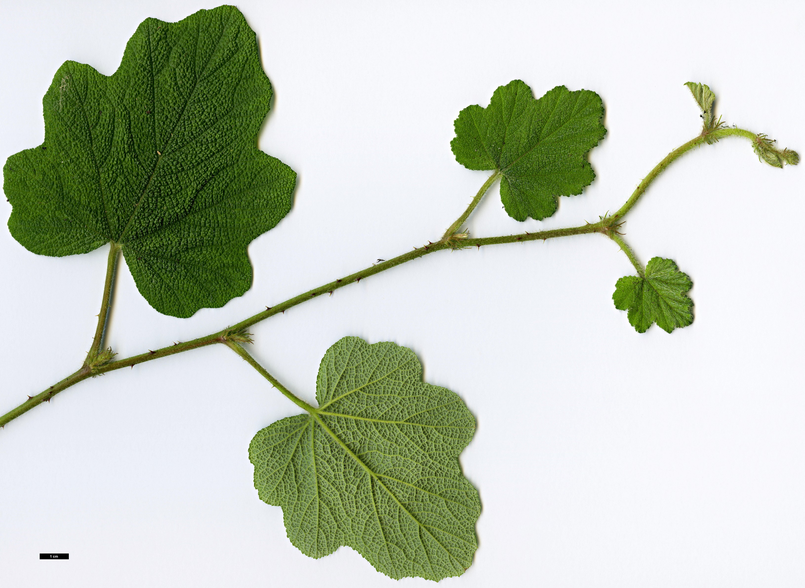 High resolution image: Family: Rosaceae - Genus: Rubus - Taxon: alceifolius