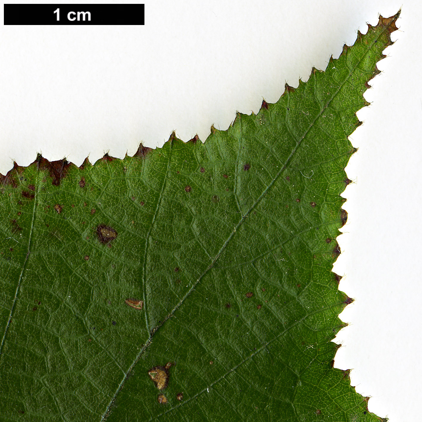 High resolution image: Family: Rosaceae - Genus: Rubus - Taxon: assamensis