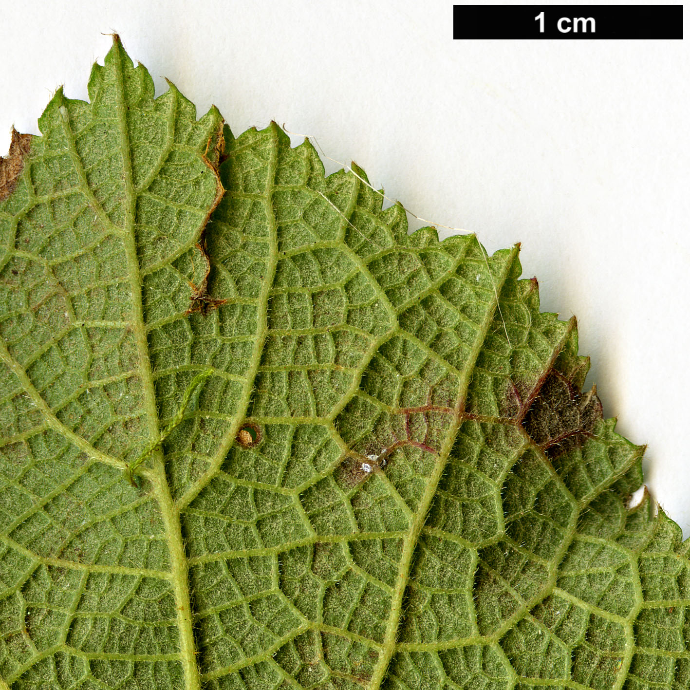 High resolution image: Family: Rosaceae - Genus: Rubus - Taxon: buergeri