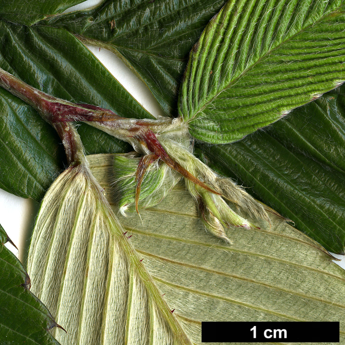 High resolution image: Family: Rosaceae - Genus: Rubus - Taxon: calophyllus