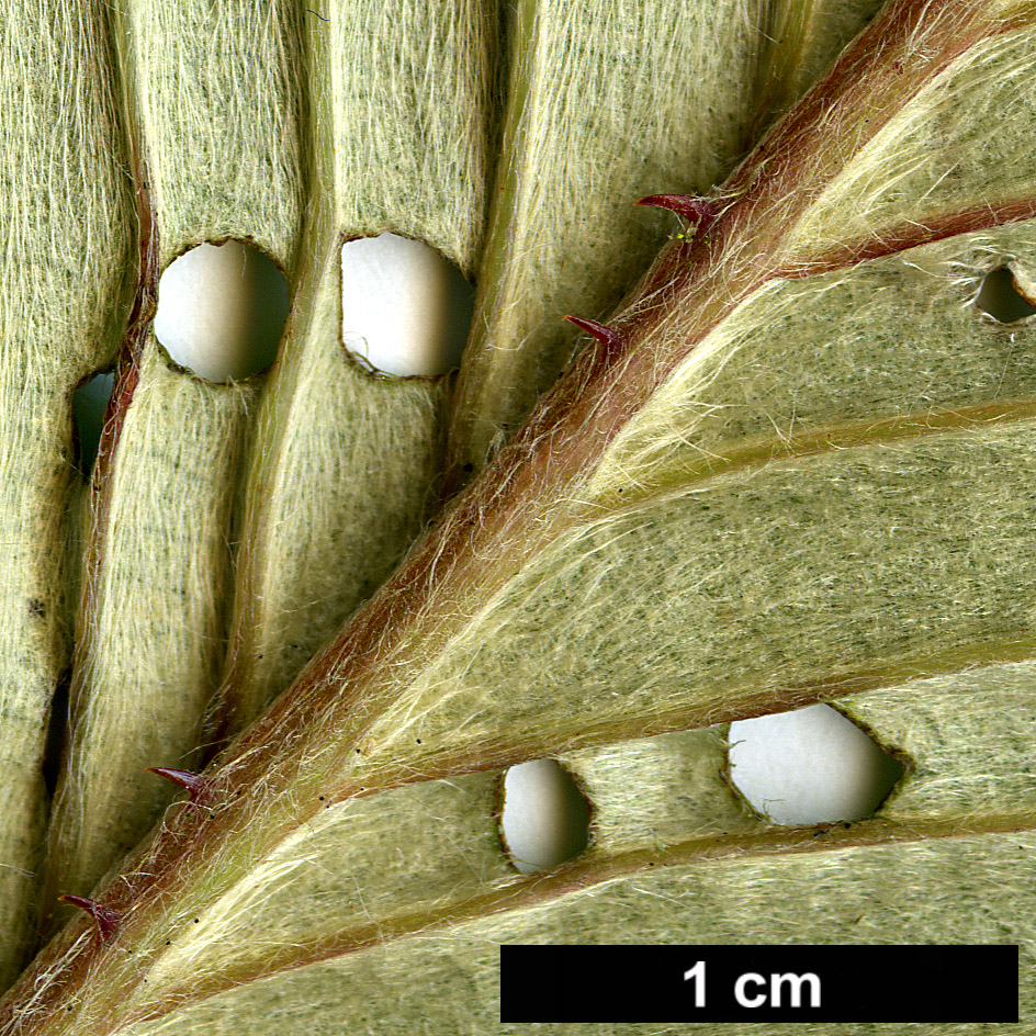 High resolution image: Family: Rosaceae - Genus: Rubus - Taxon: calophyllus