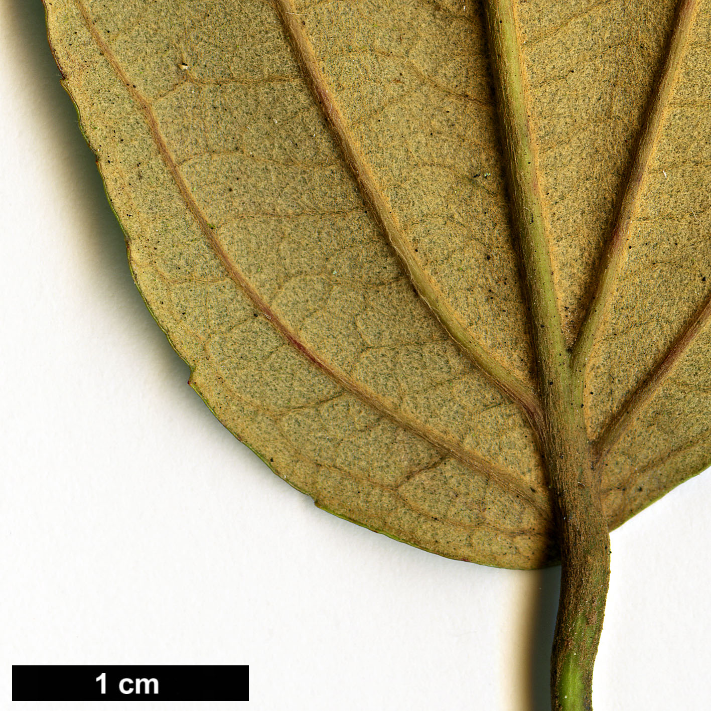 High resolution image: Family: Rosaceae - Genus: Rubus - Taxon: caudifolius