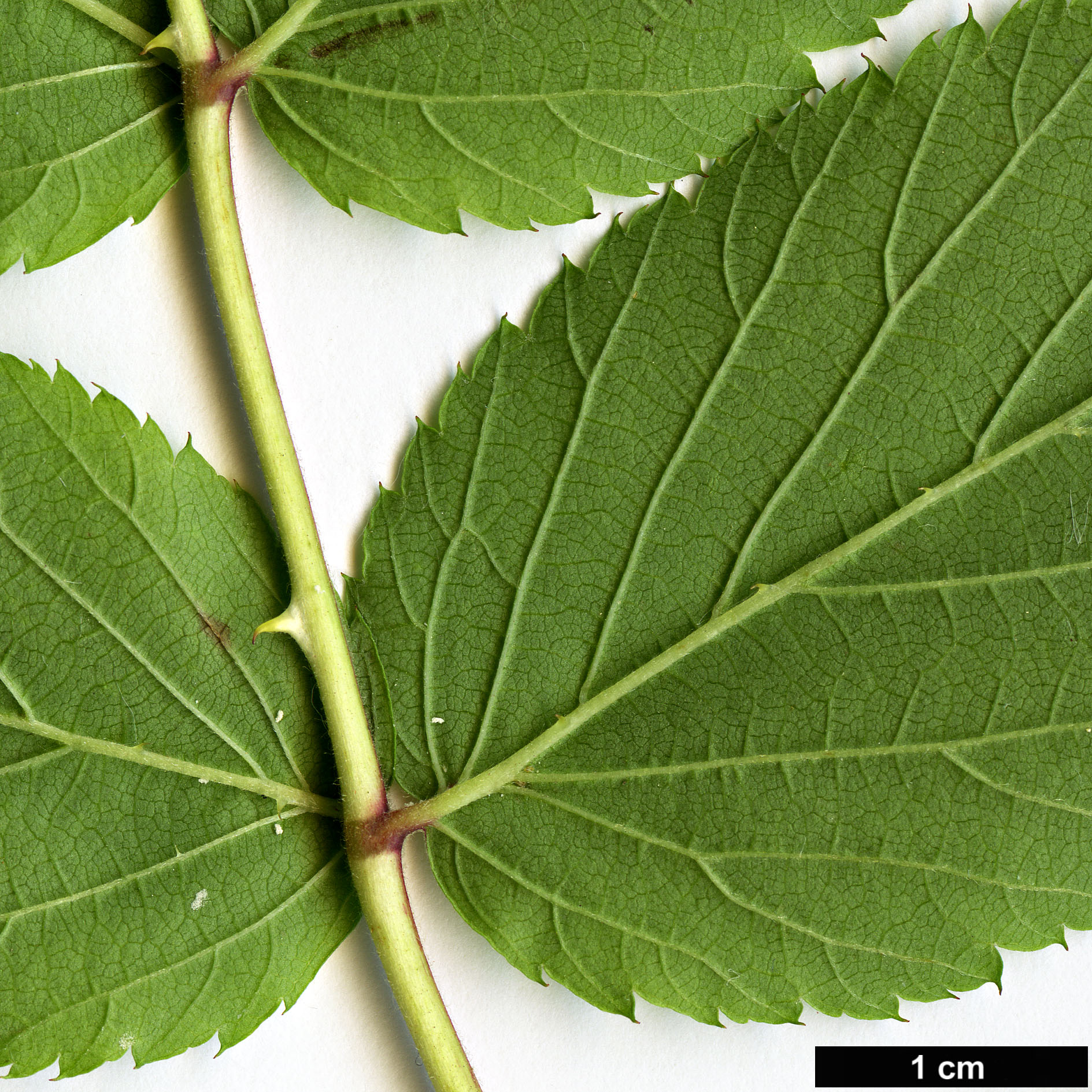 High resolution image: Family: Rosaceae - Genus: Rubus - Taxon: coreanus