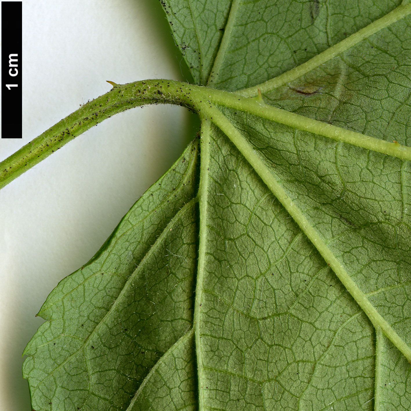 High resolution image: Family: Rosaceae - Genus: Rubus - Taxon: crataegifolius