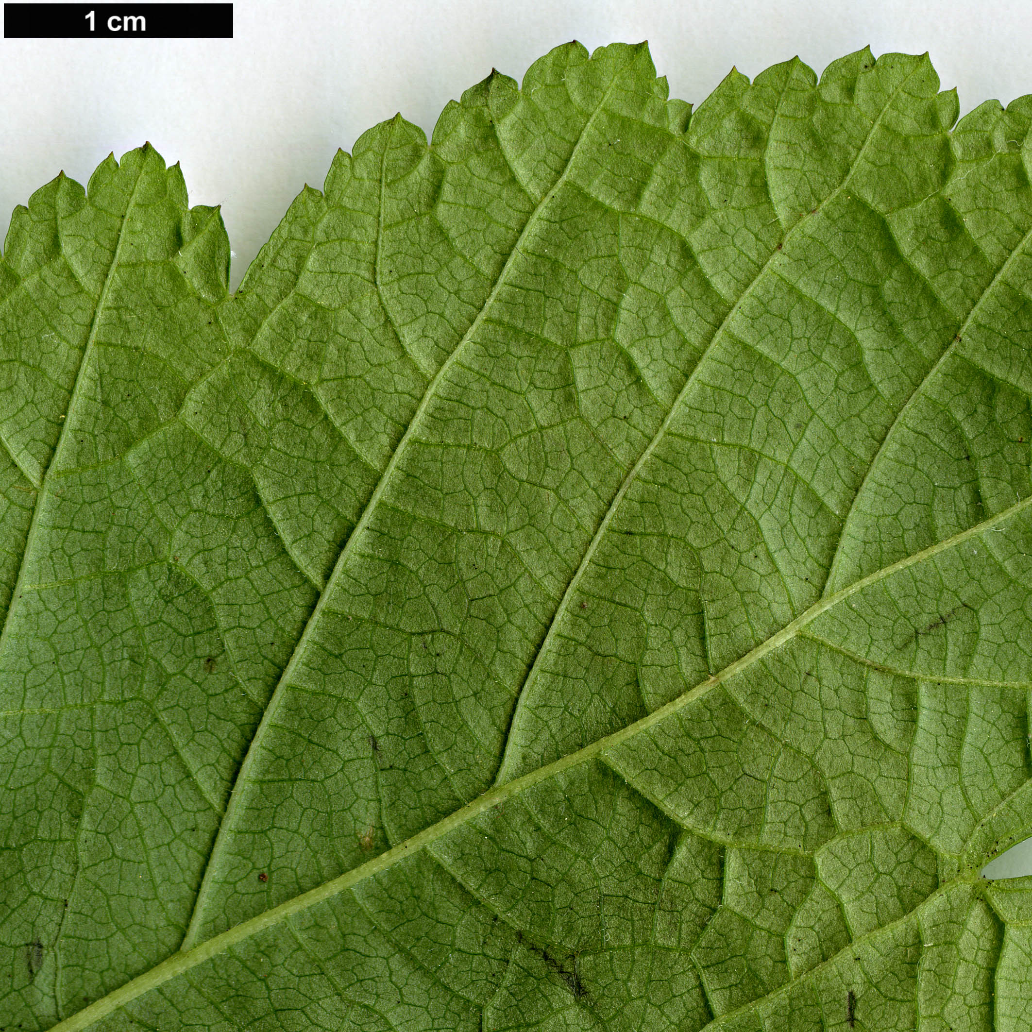 High resolution image: Family: Rosaceae - Genus: Rubus - Taxon: crataegifolius