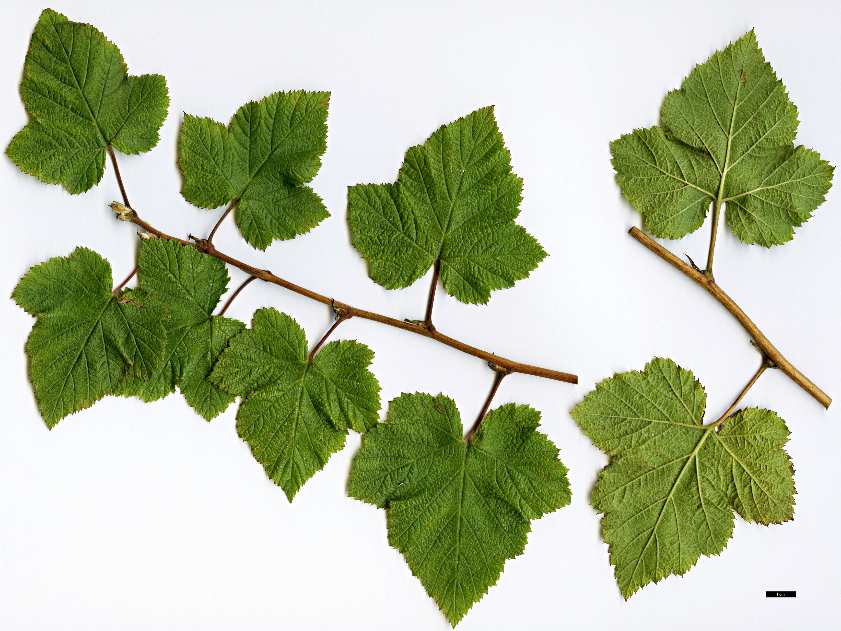 High resolution image: Family: Rosaceae - Genus: Rubus - Taxon: deliciosus