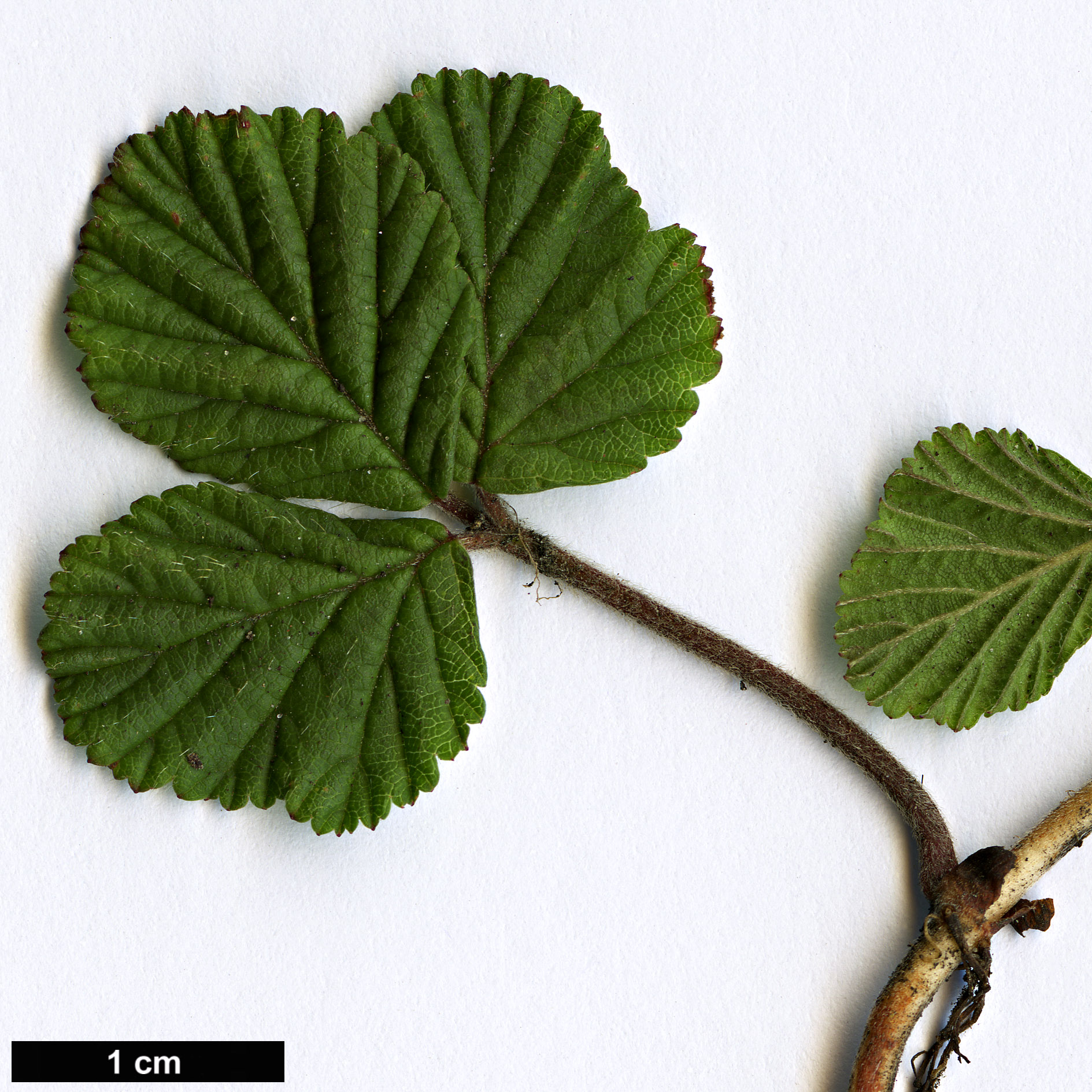 High resolution image: Family: Rosaceae - Genus: Rubus - Taxon: fockeanus