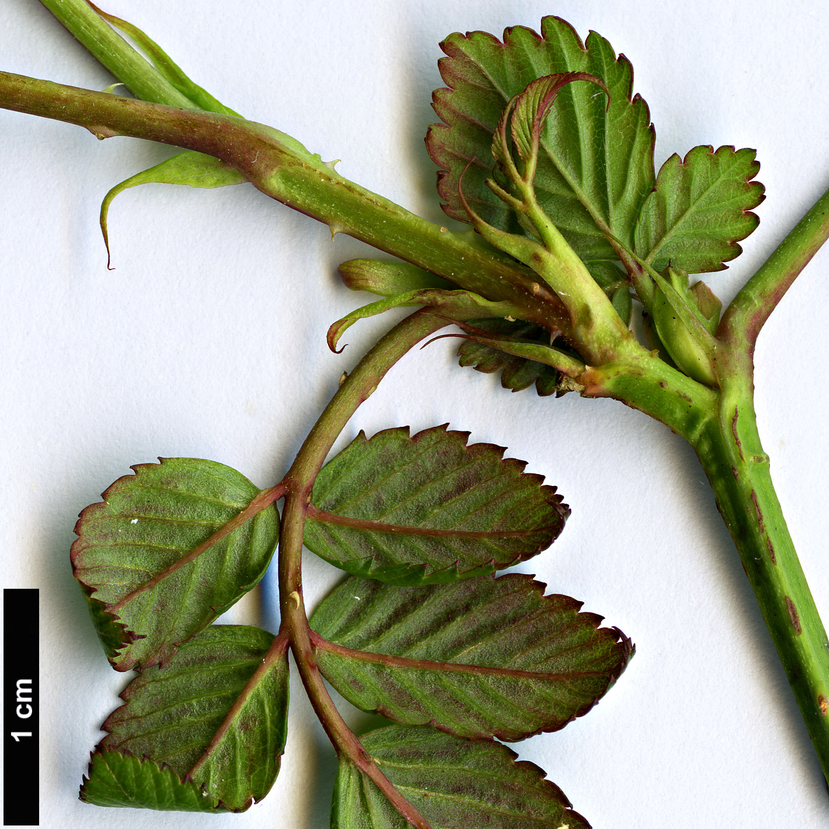 High resolution image: Family: Rosaceae - Genus: Rubus - Taxon: fraxinifolius