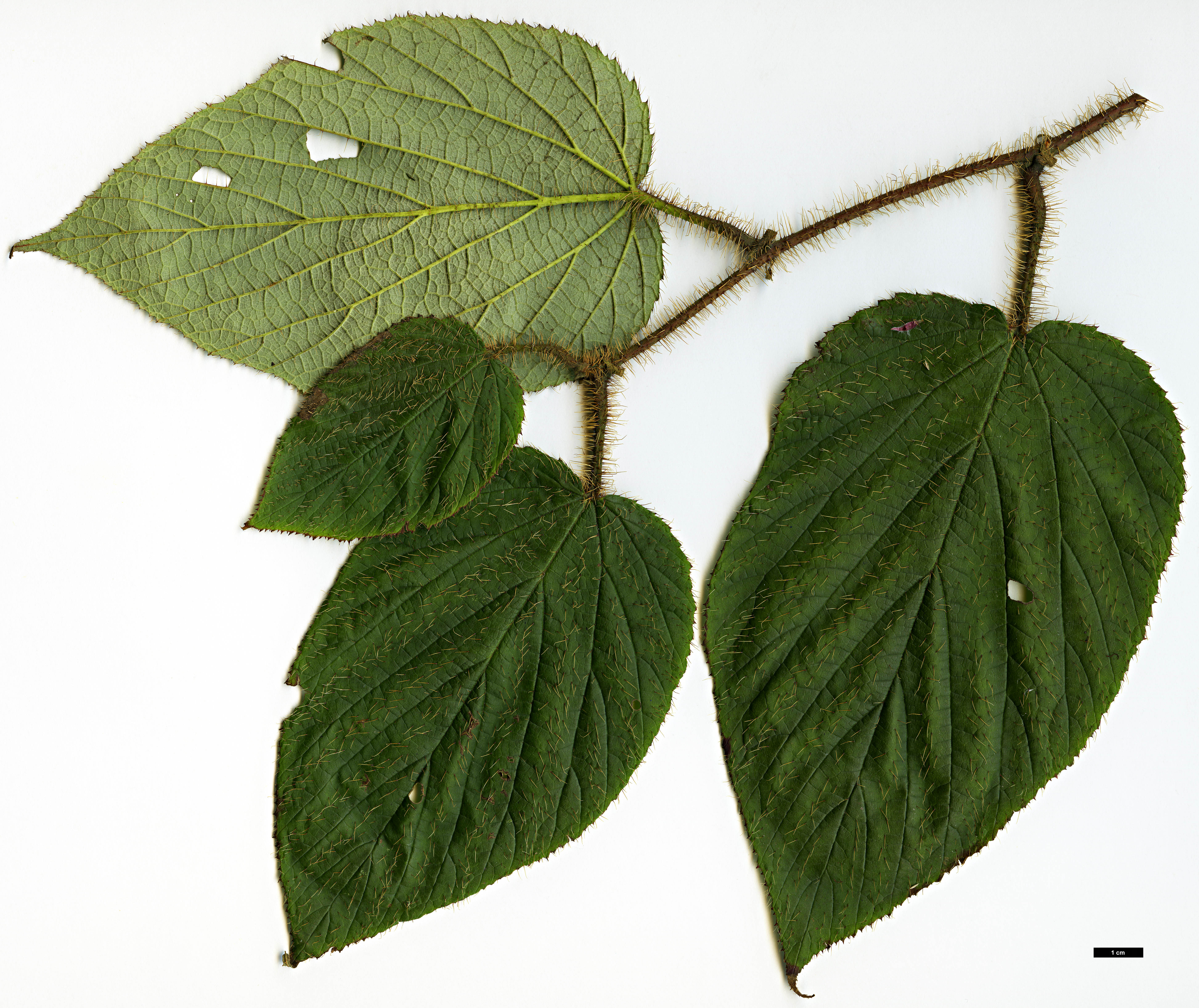 High resolution image: Family: Rosaceae - Genus: Rubus - Taxon: gongshanensis