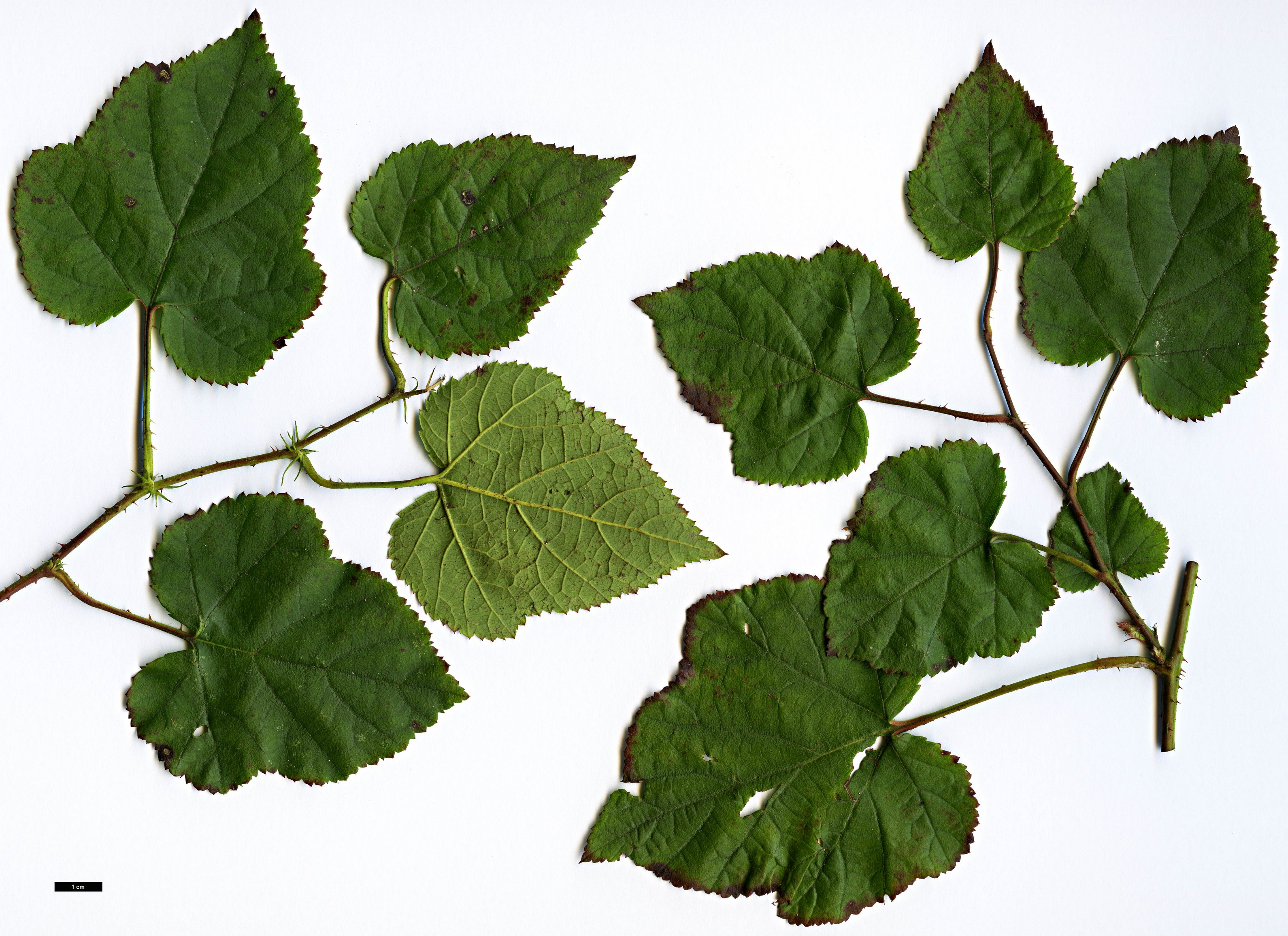 High resolution image: Family: Rosaceae - Genus: Rubus - Taxon: hakonensis