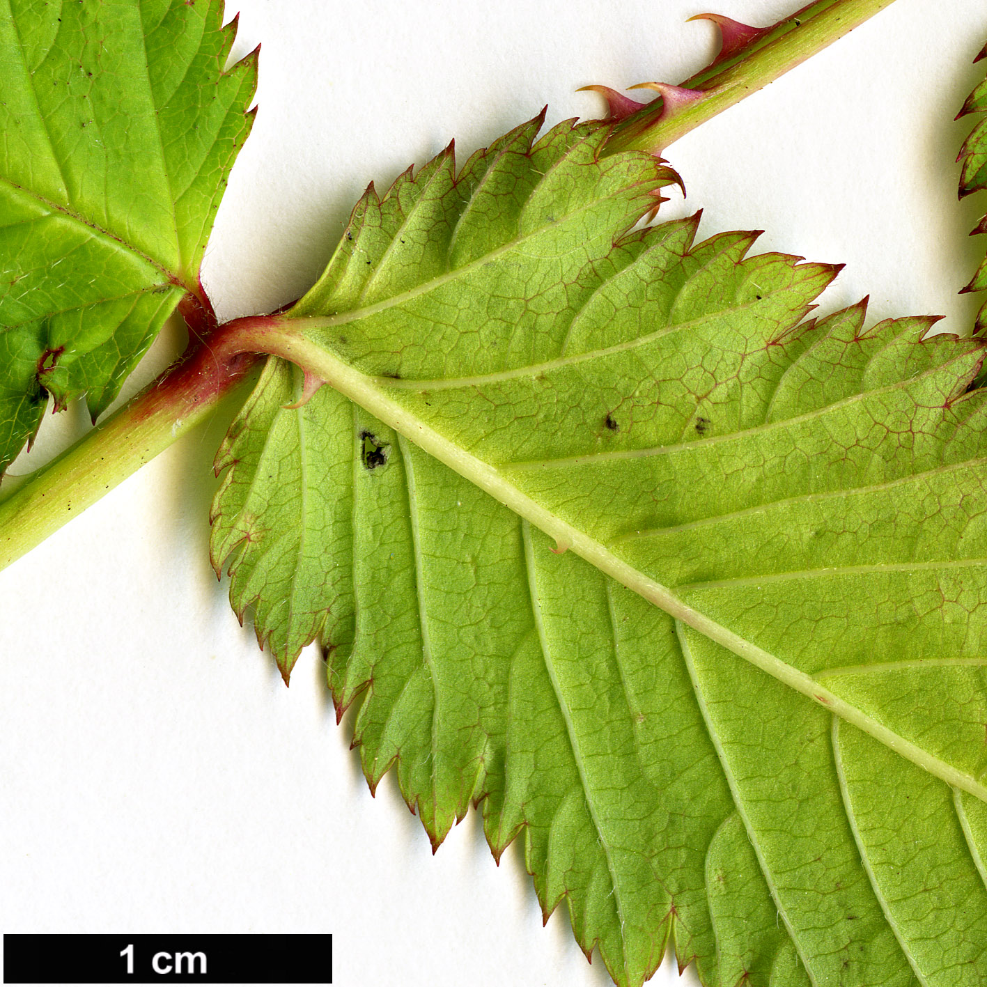 High resolution image: Family: Rosaceae - Genus: Rubus - Taxon: illecebrosus