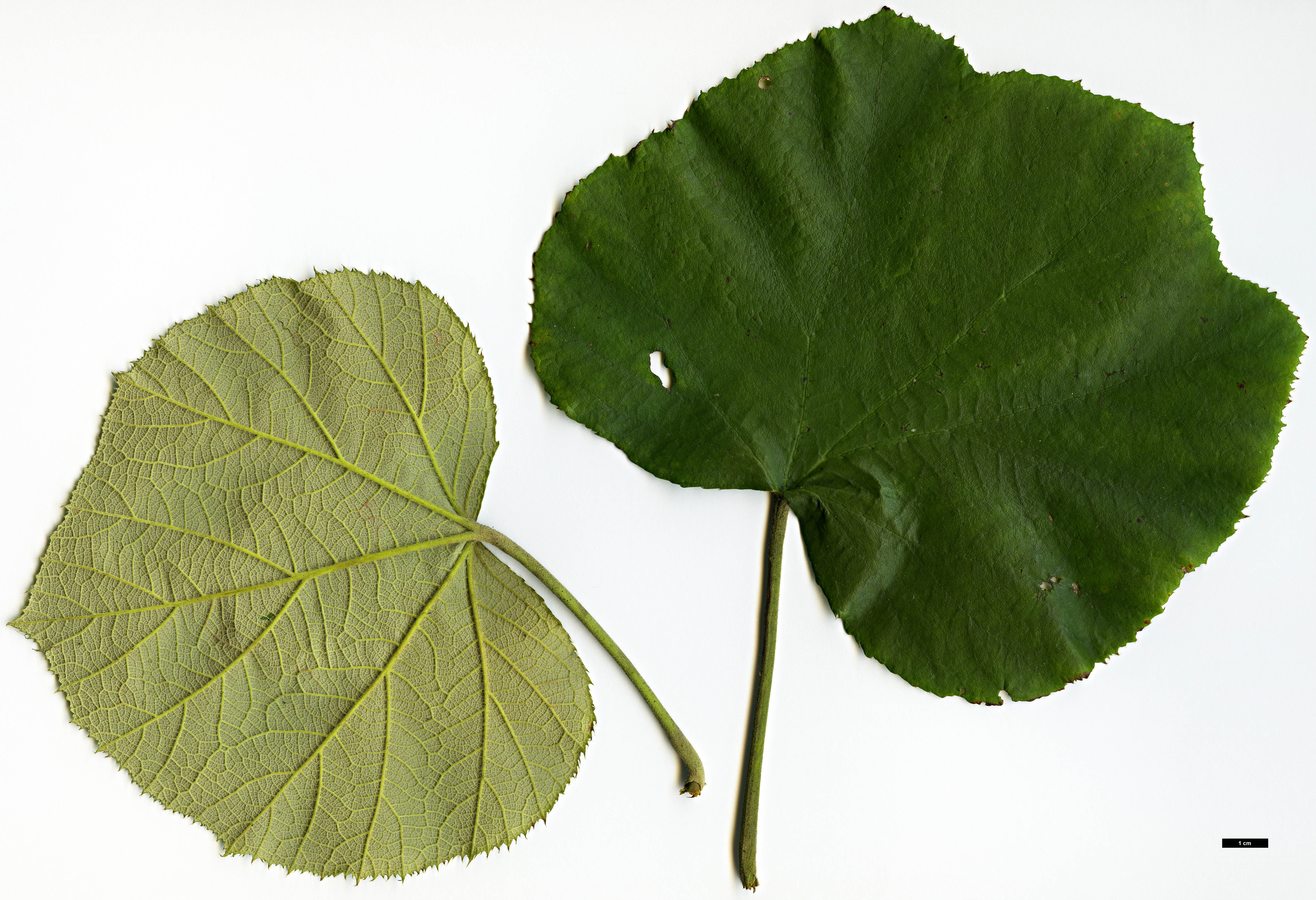 High resolution image: Family: Rosaceae - Genus: Rubus - Taxon: irenaeus