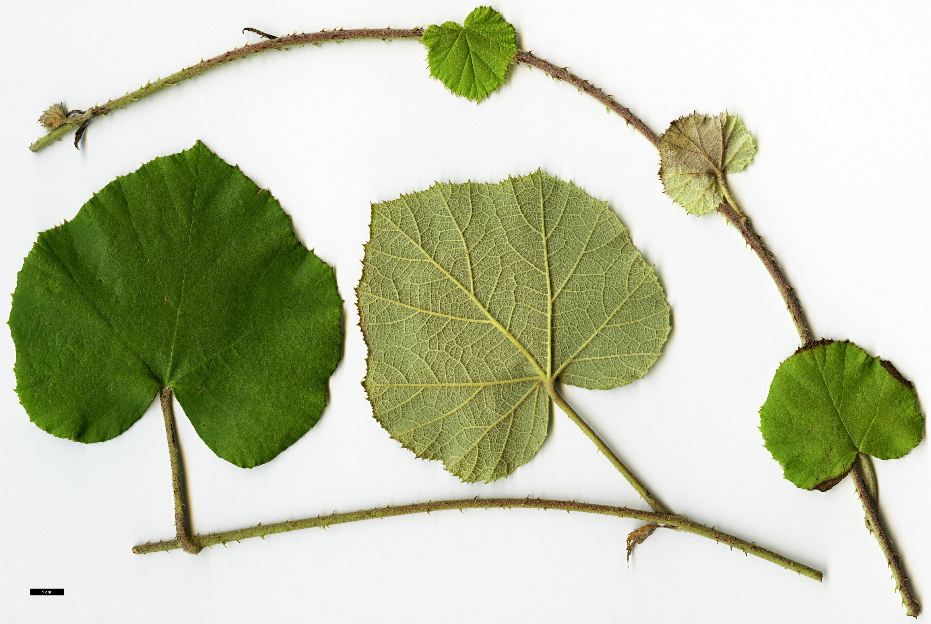 High resolution image: Family: Rosaceae - Genus: Rubus - Taxon: irenaeus