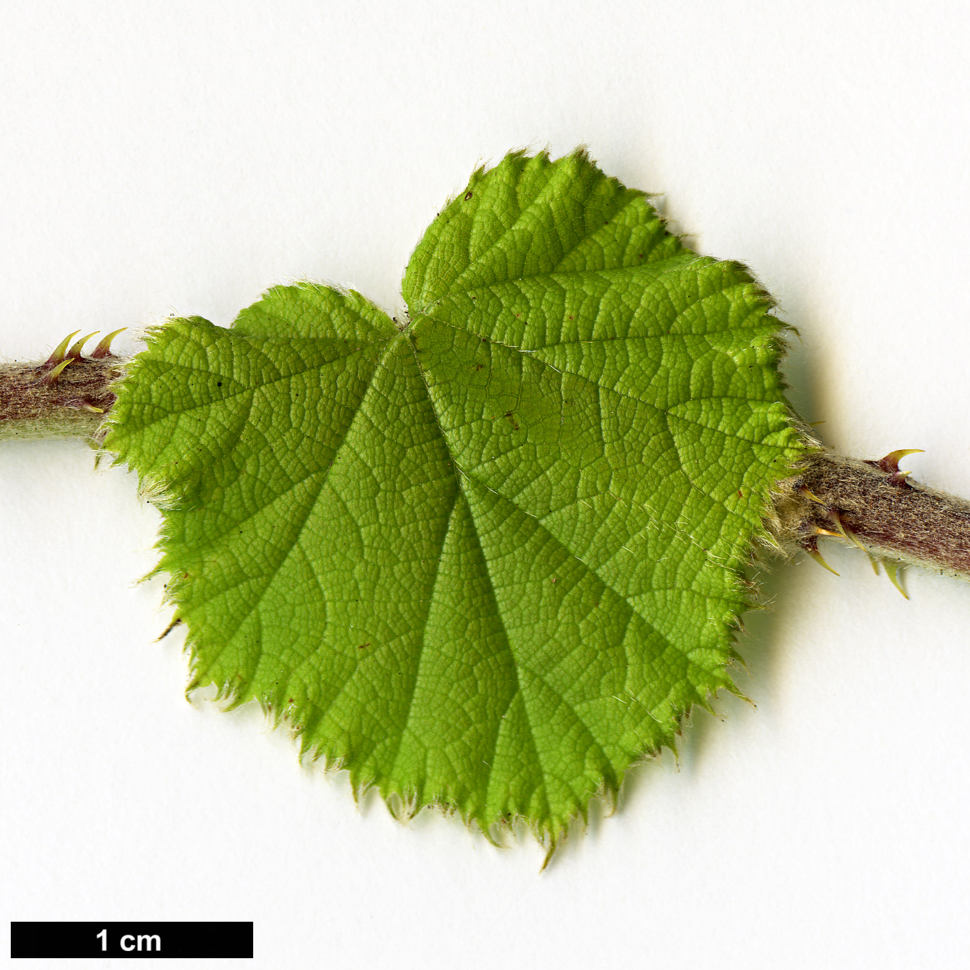 High resolution image: Family: Rosaceae - Genus: Rubus - Taxon: irenaeus