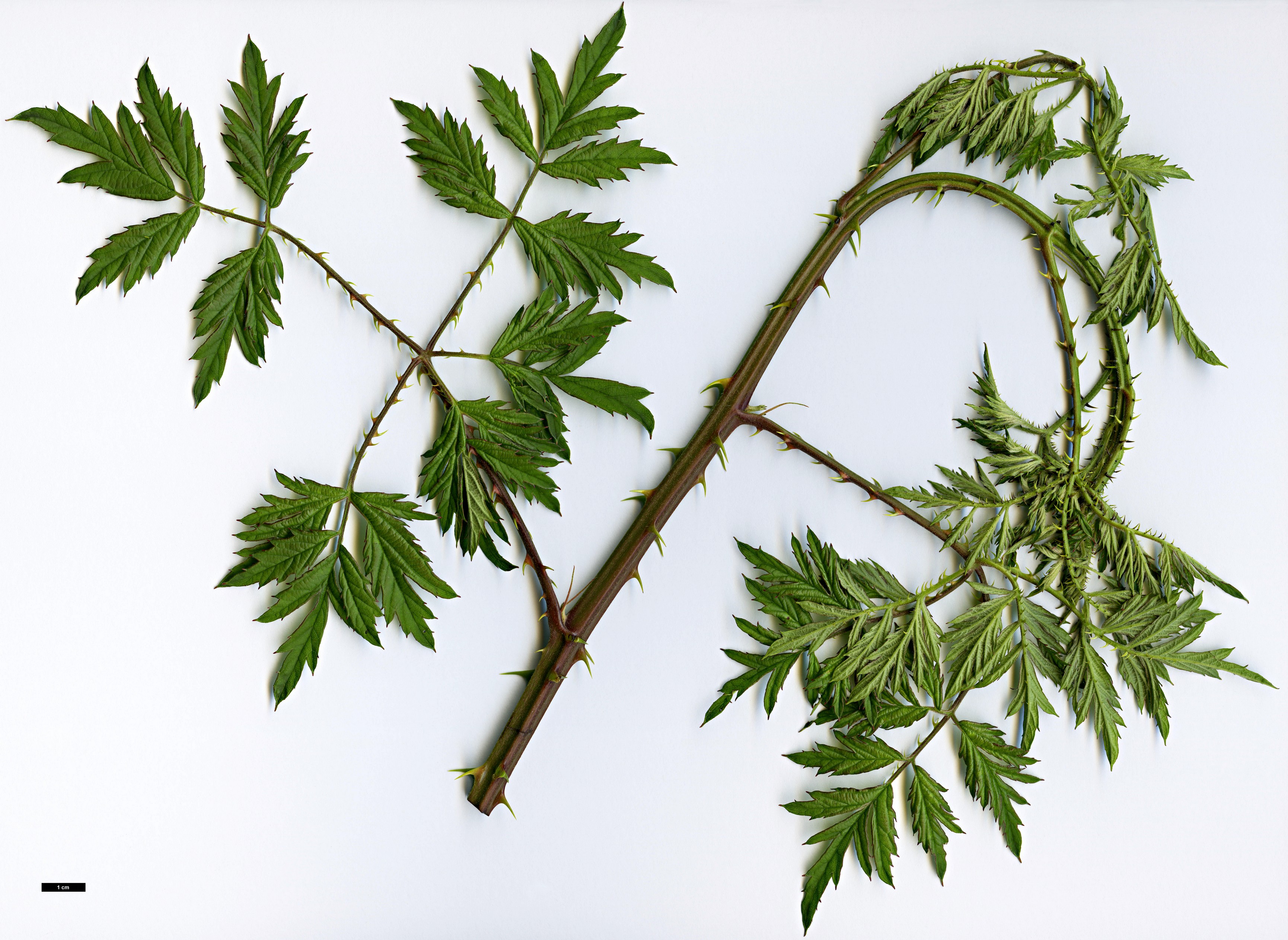 High resolution image: Family: Rosaceae - Genus: Rubus - Taxon: laciniatus