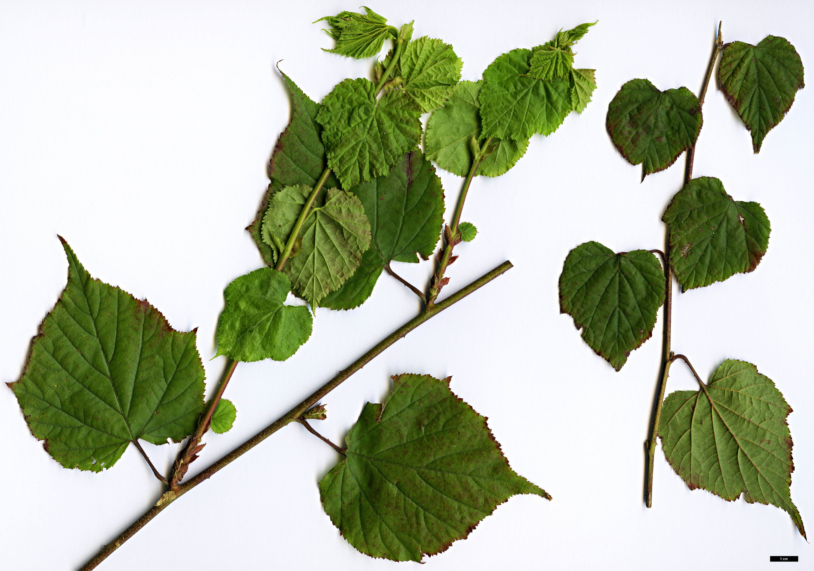 High resolution image: Family: Rosaceae - Genus: Rubus - Taxon: lambertianus