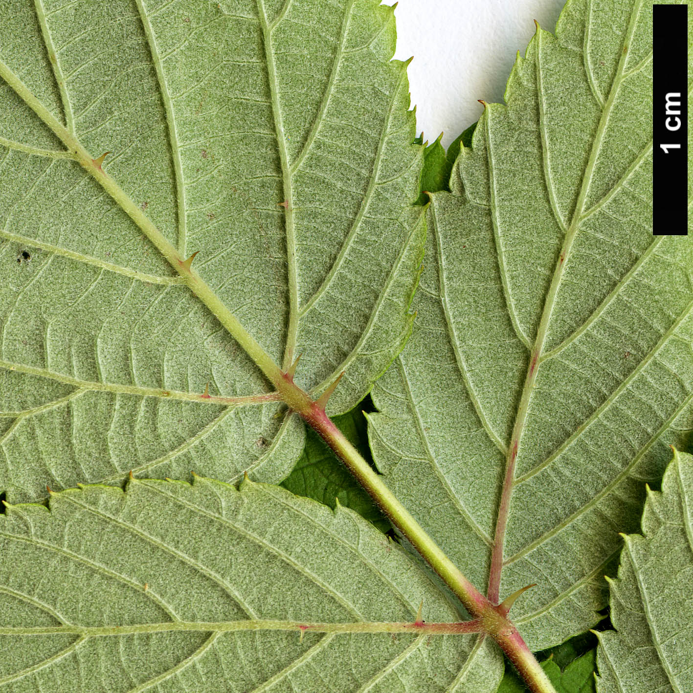 High resolution image: Family: Rosaceae - Genus: Rubus - Taxon: lasiostylus