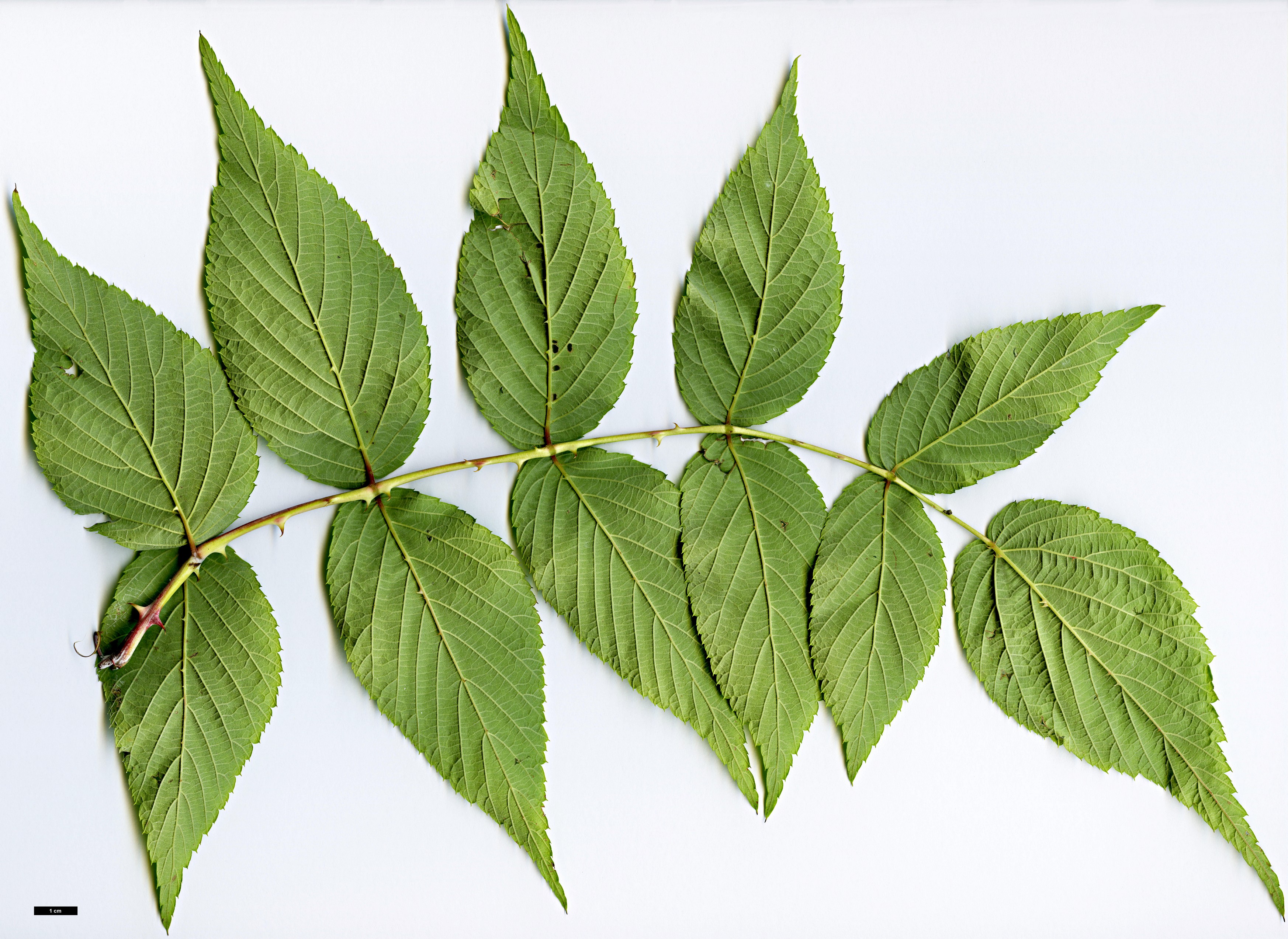 High resolution image: Family: Rosaceae - Genus: Rubus - Taxon: lasiostylus