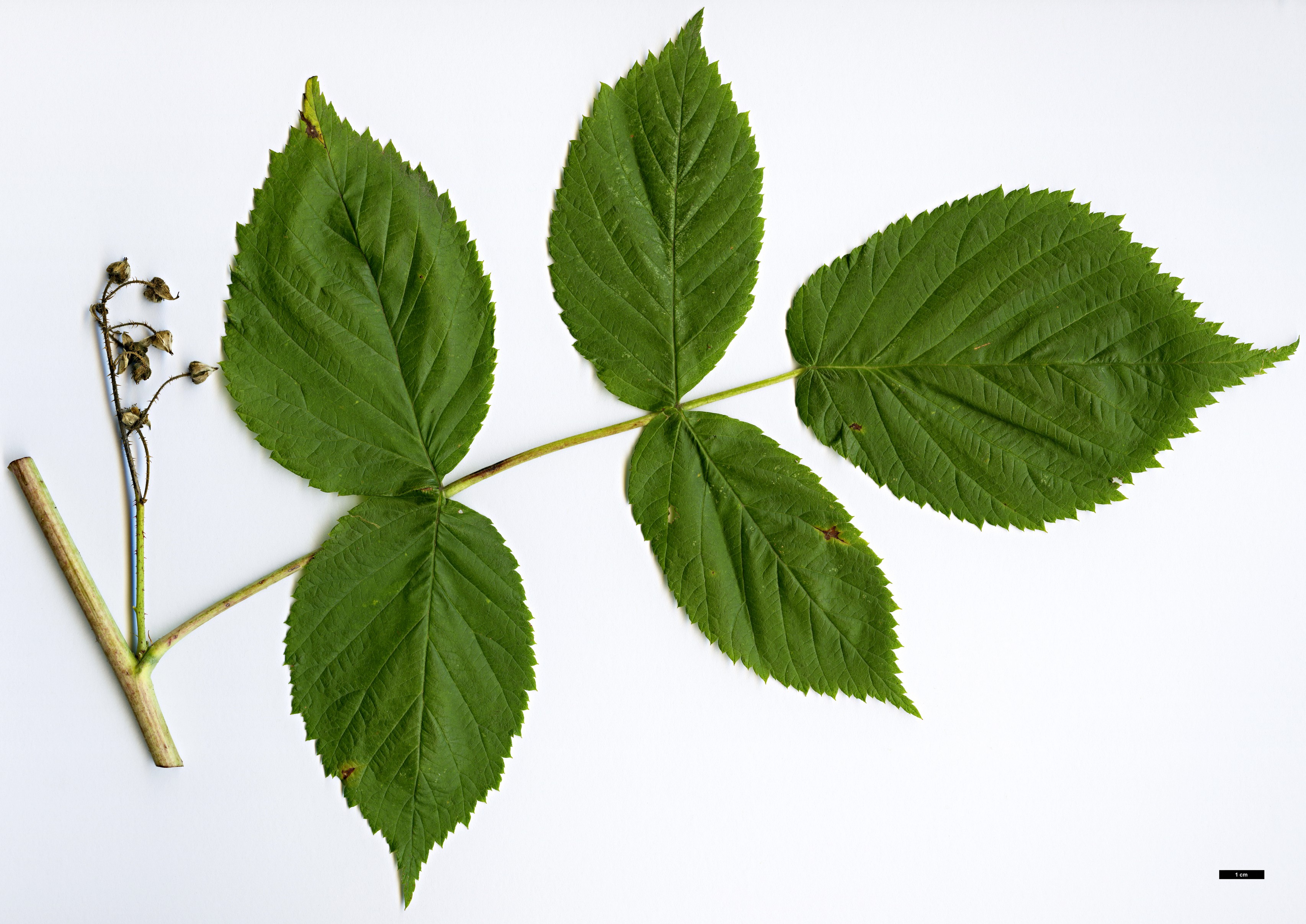 High resolution image: Family: Rosaceae - Genus: Rubus - Taxon: leucodermis