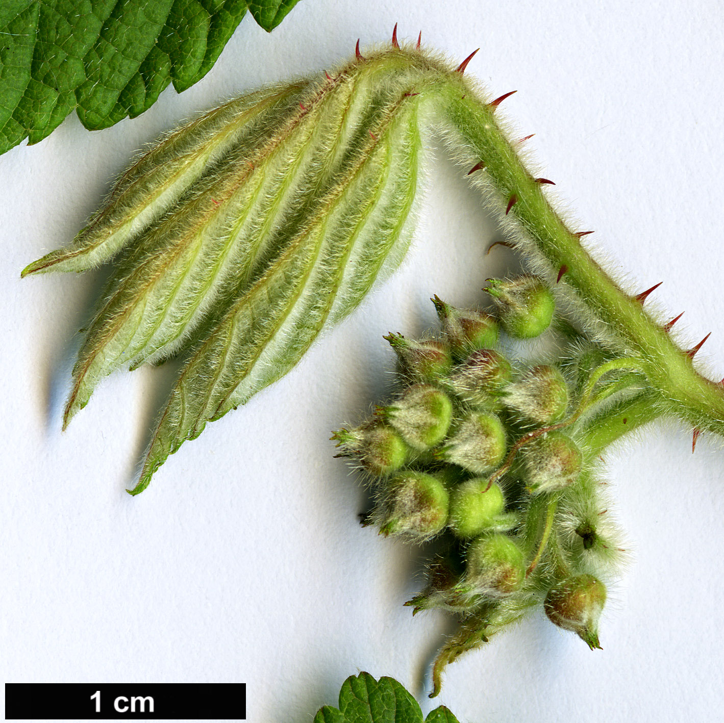 High resolution image: Family: Rosaceae - Genus: Rubus - Taxon: mesogaeus