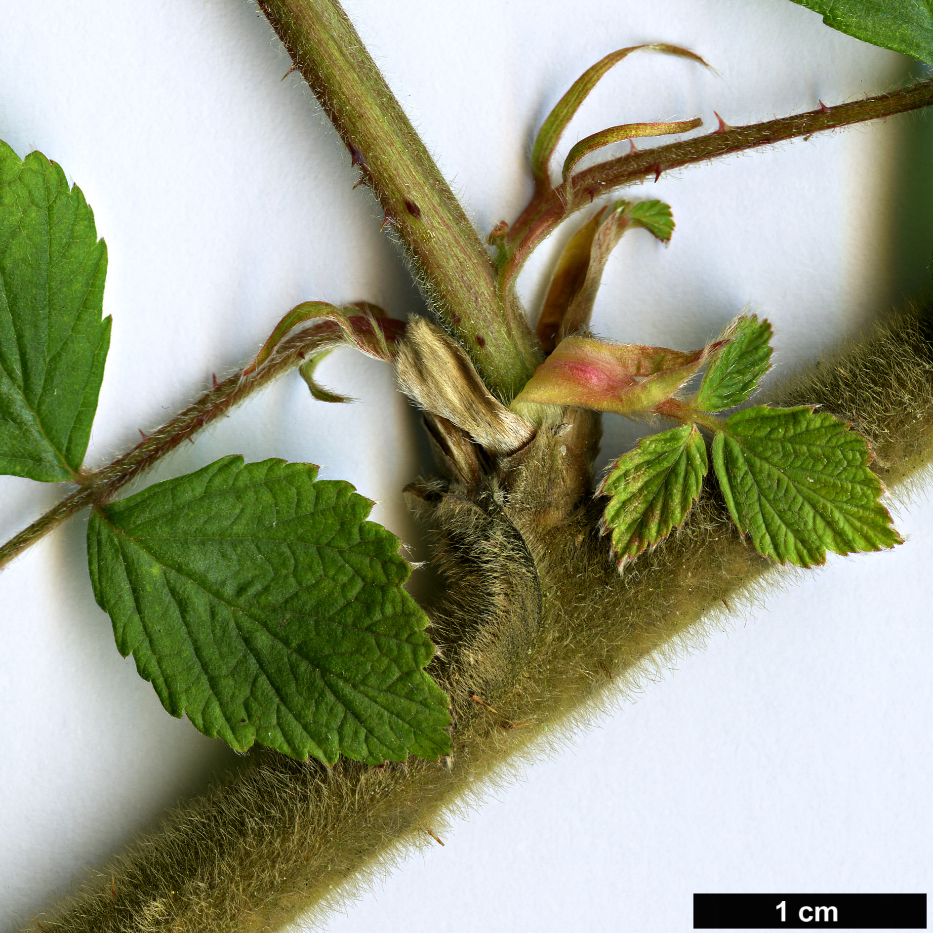 High resolution image: Family: Rosaceae - Genus: Rubus - Taxon: mesogaeus