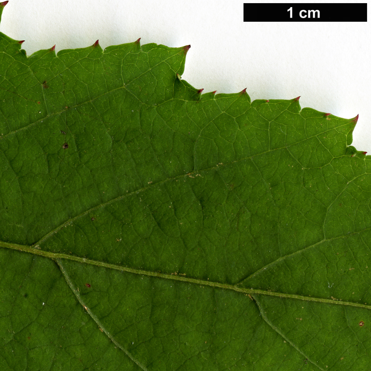 High resolution image: Family: Rosaceae - Genus: Rubus - Taxon: palmatus