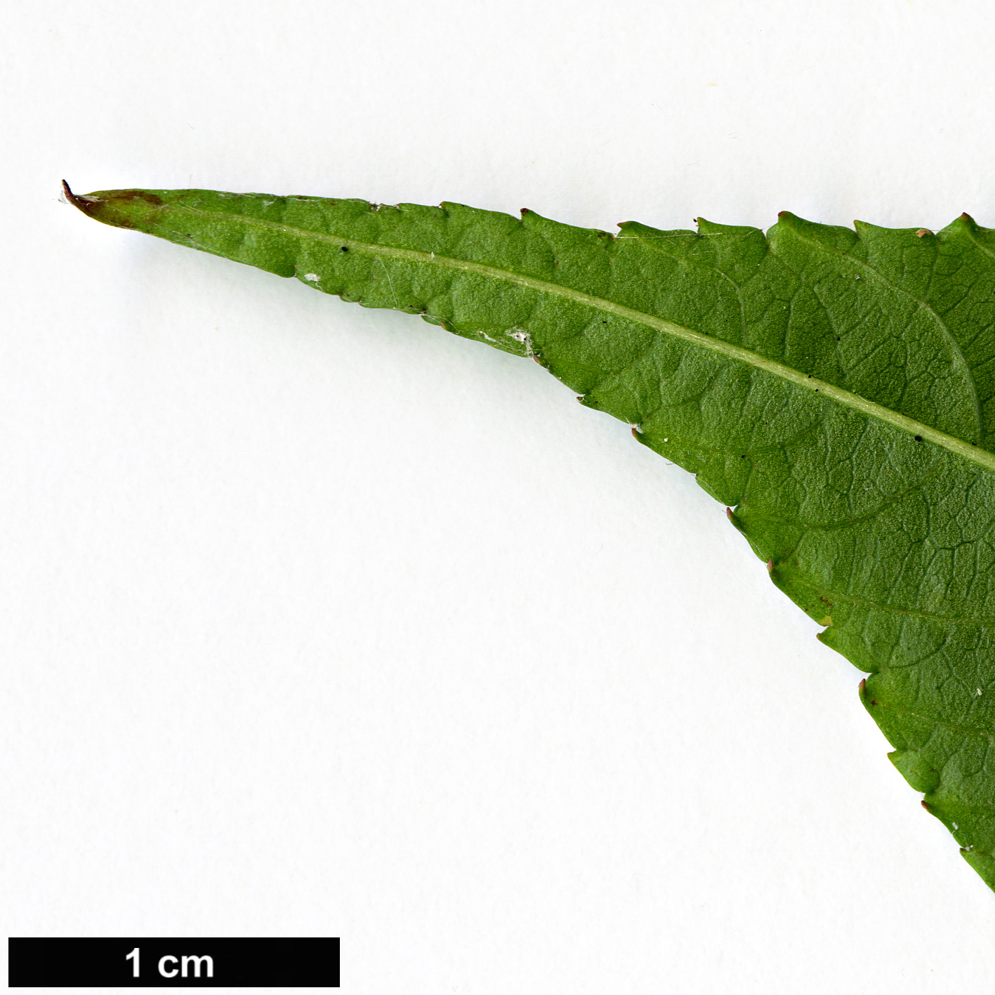 High resolution image: Family: Rosaceae - Genus: Rubus - Taxon: paucidentatus