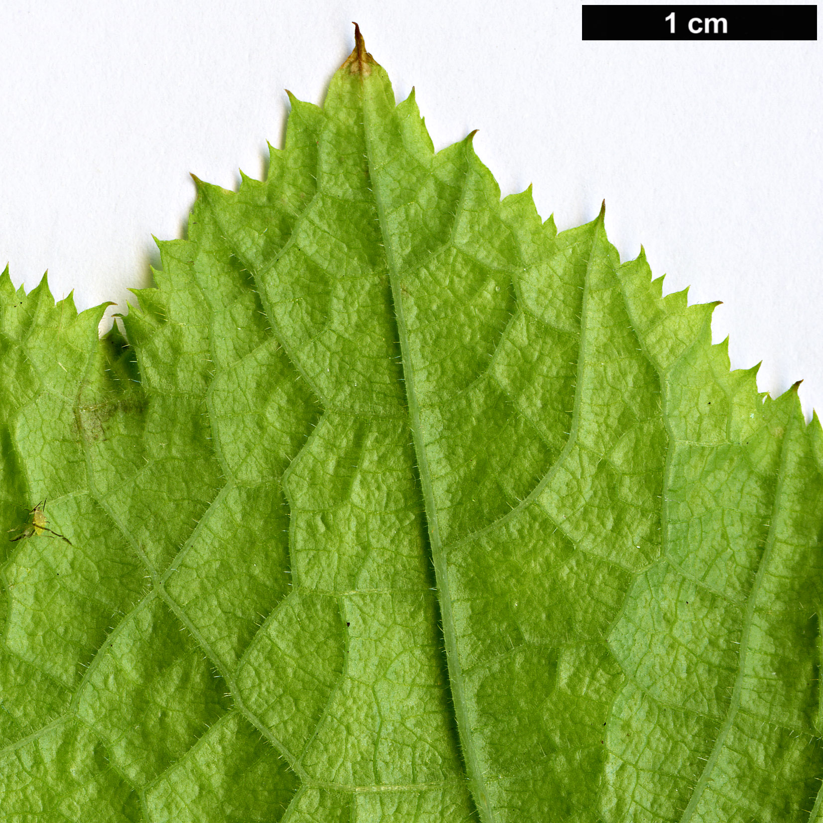 High resolution image: Family: Rosaceae - Genus: Rubus - Taxon: peltatus