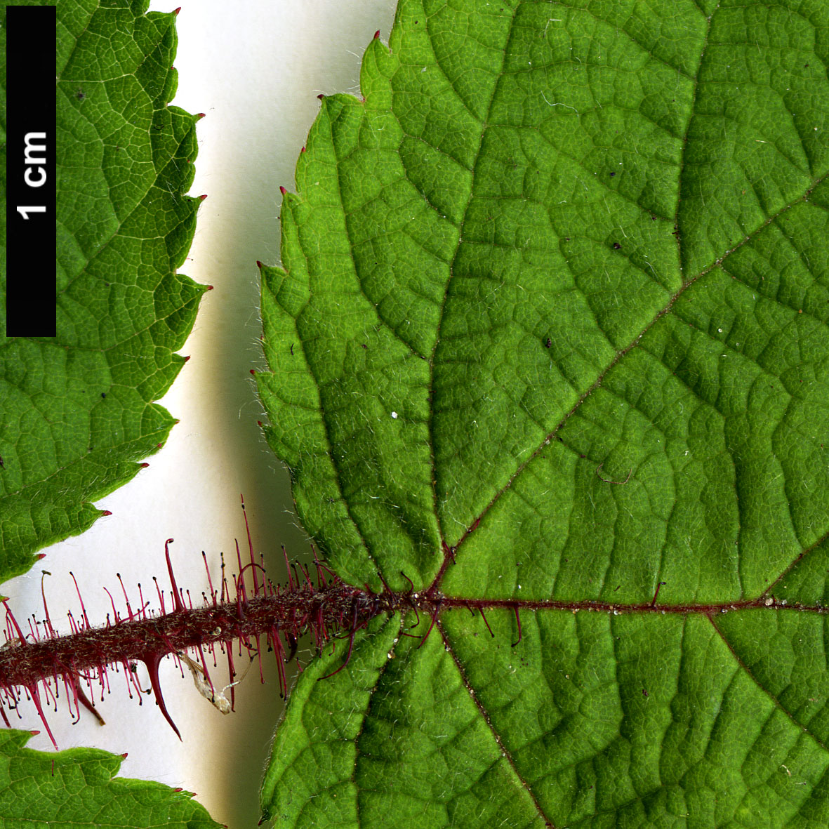 High resolution image: Family: Rosaceae - Genus: Rubus - Taxon: phoenicolasius