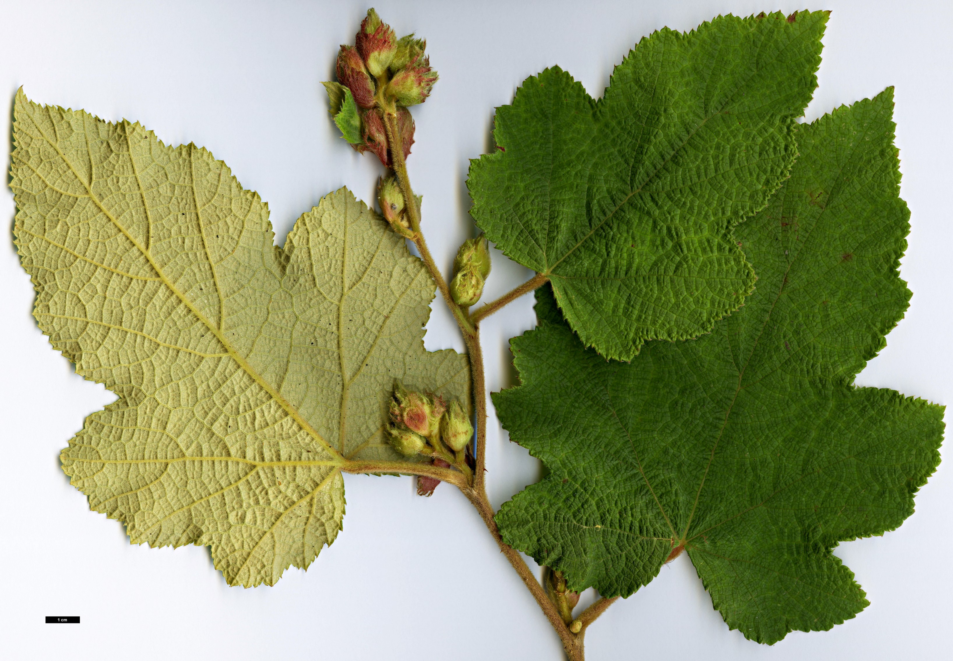 High resolution image: Family: Rosaceae - Genus: Rubus - Taxon: reflexus