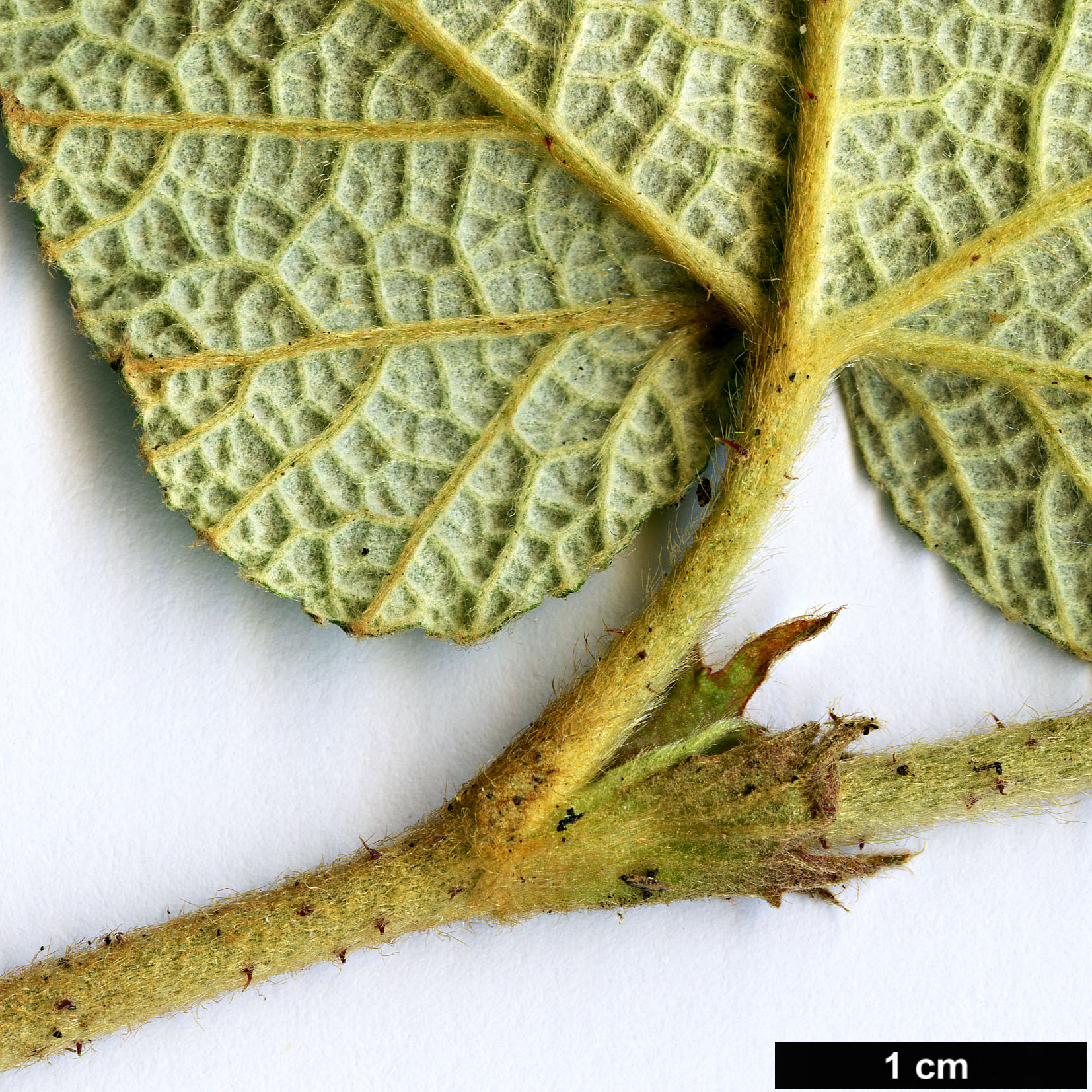 High resolution image: Family: Rosaceae - Genus: Rubus - Taxon: rolfei