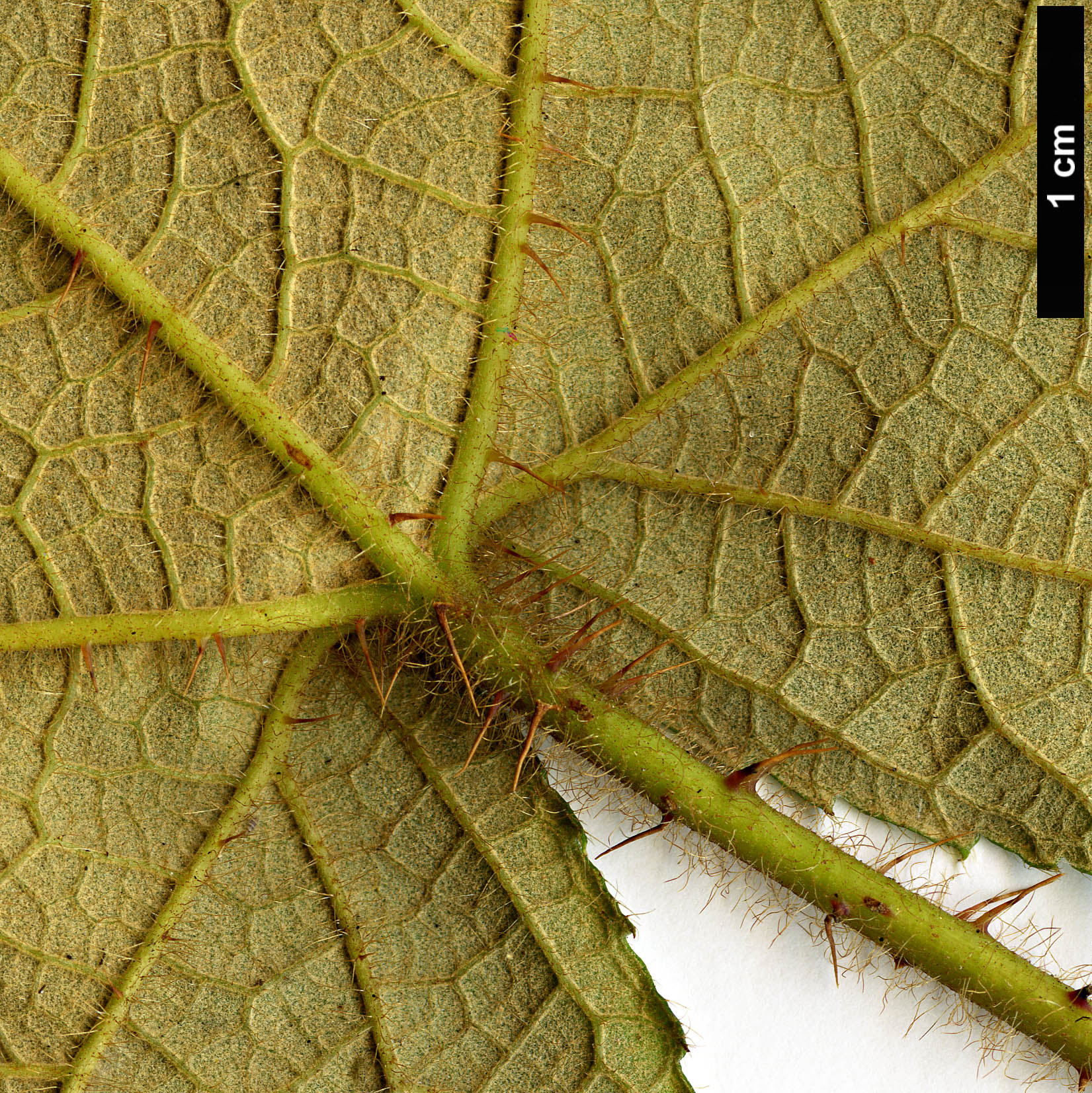 High resolution image: Family: Rosaceae - Genus: Rubus - Taxon: rufus