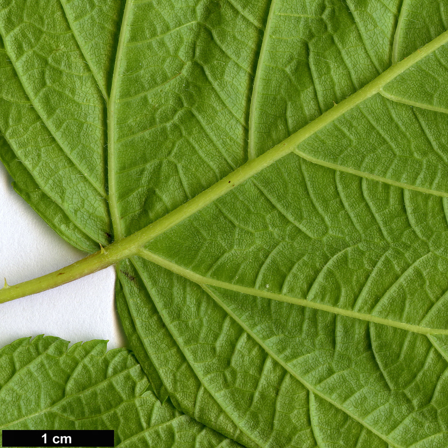 High resolution image: Family: Rosaceae - Genus: Rubus - Taxon: spectabilis