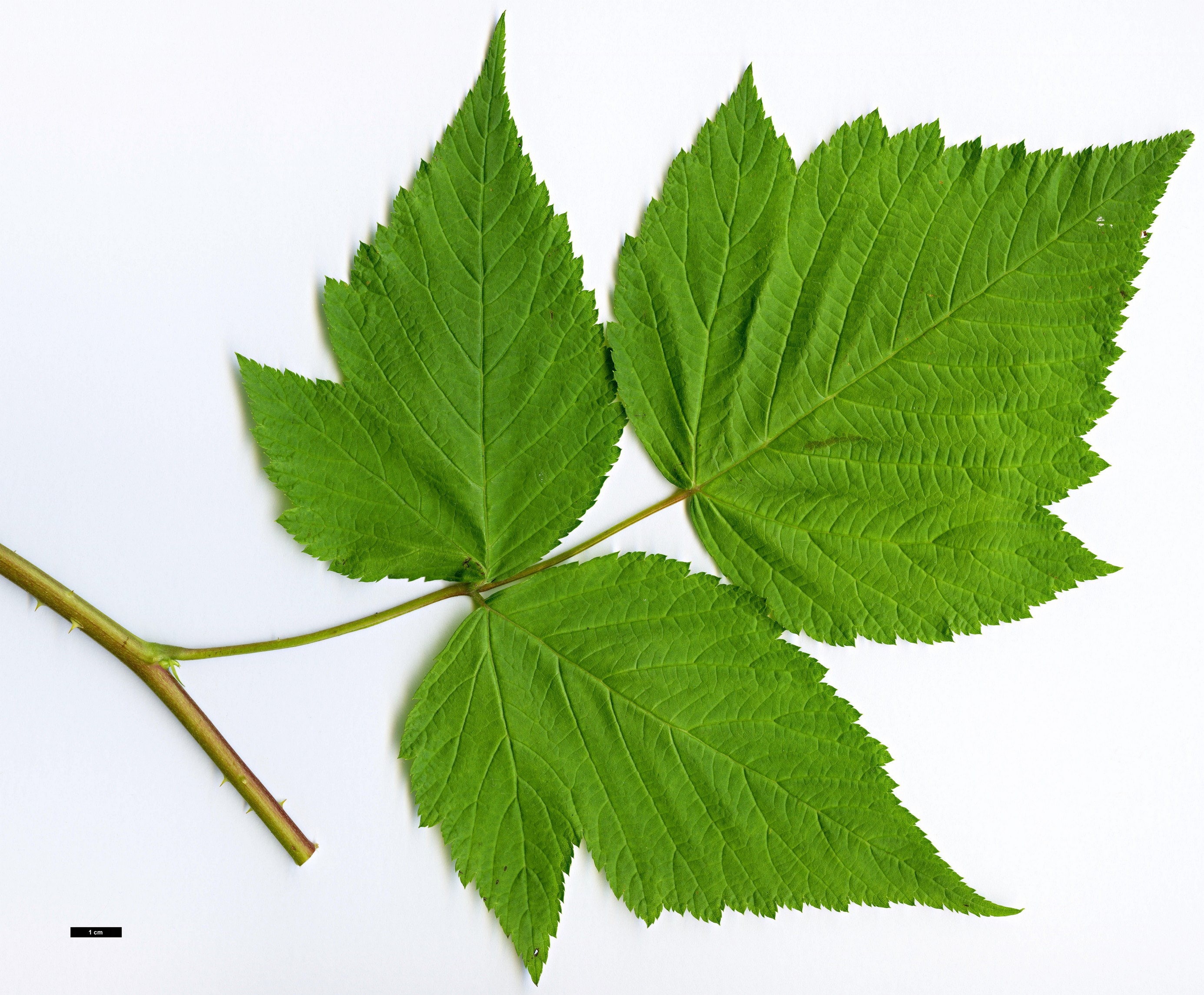 High resolution image: Family: Rosaceae - Genus: Rubus - Taxon: spectabilis