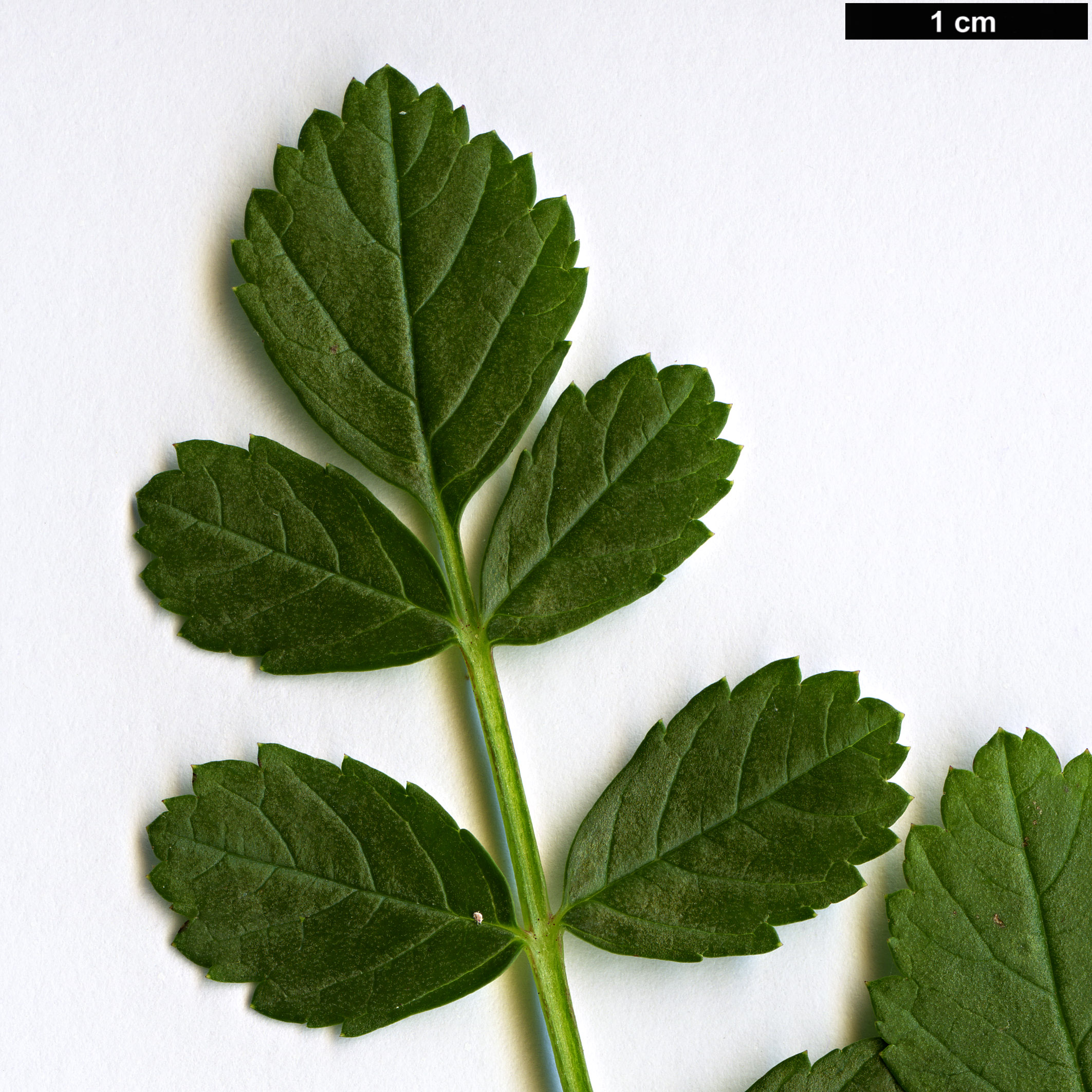 High resolution image: Family: Rosaceae - Genus: Rubus - Taxon: taiwanicola