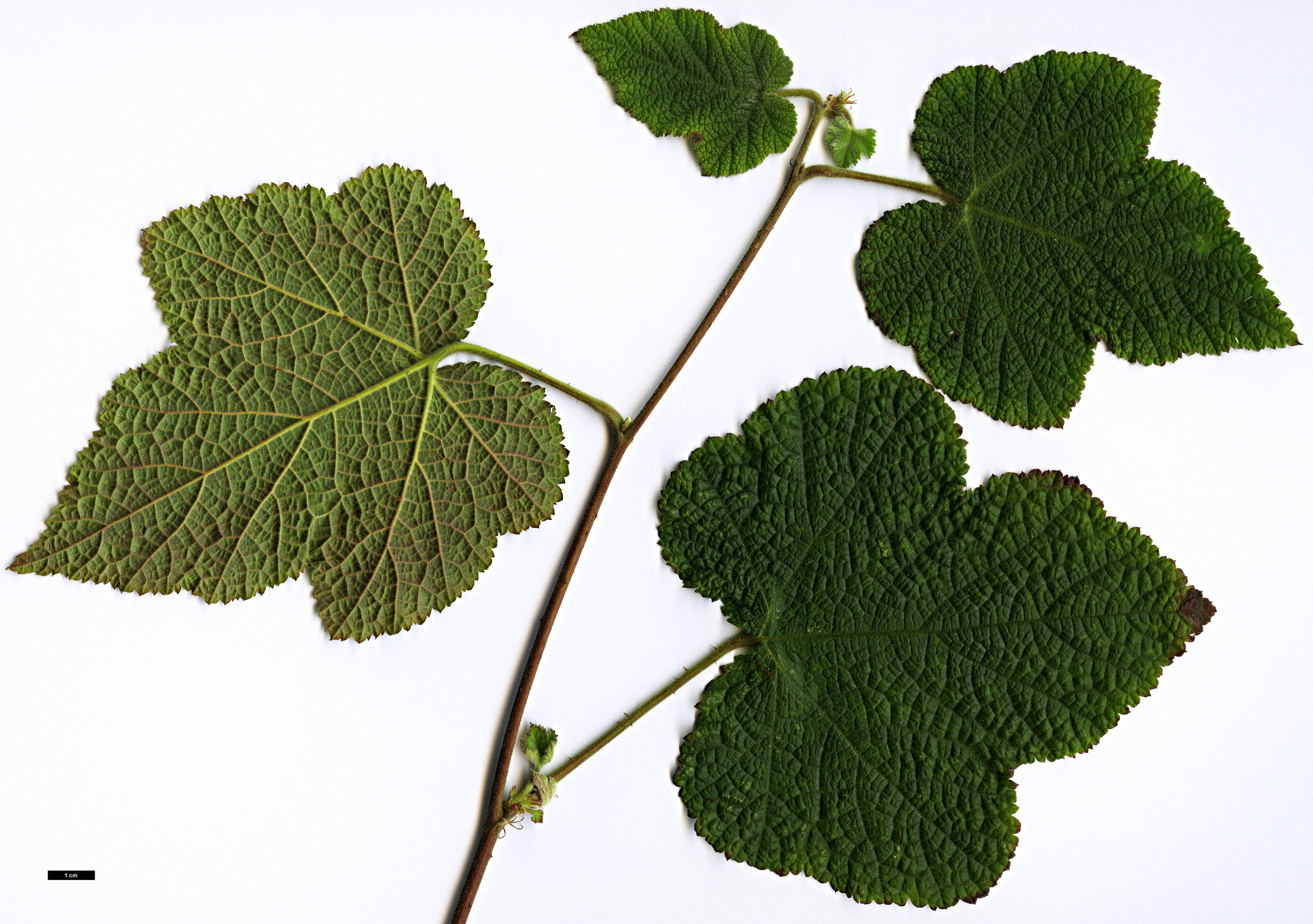 High resolution image: Family: Rosaceae - Genus: Rubus - Taxon: treutleri